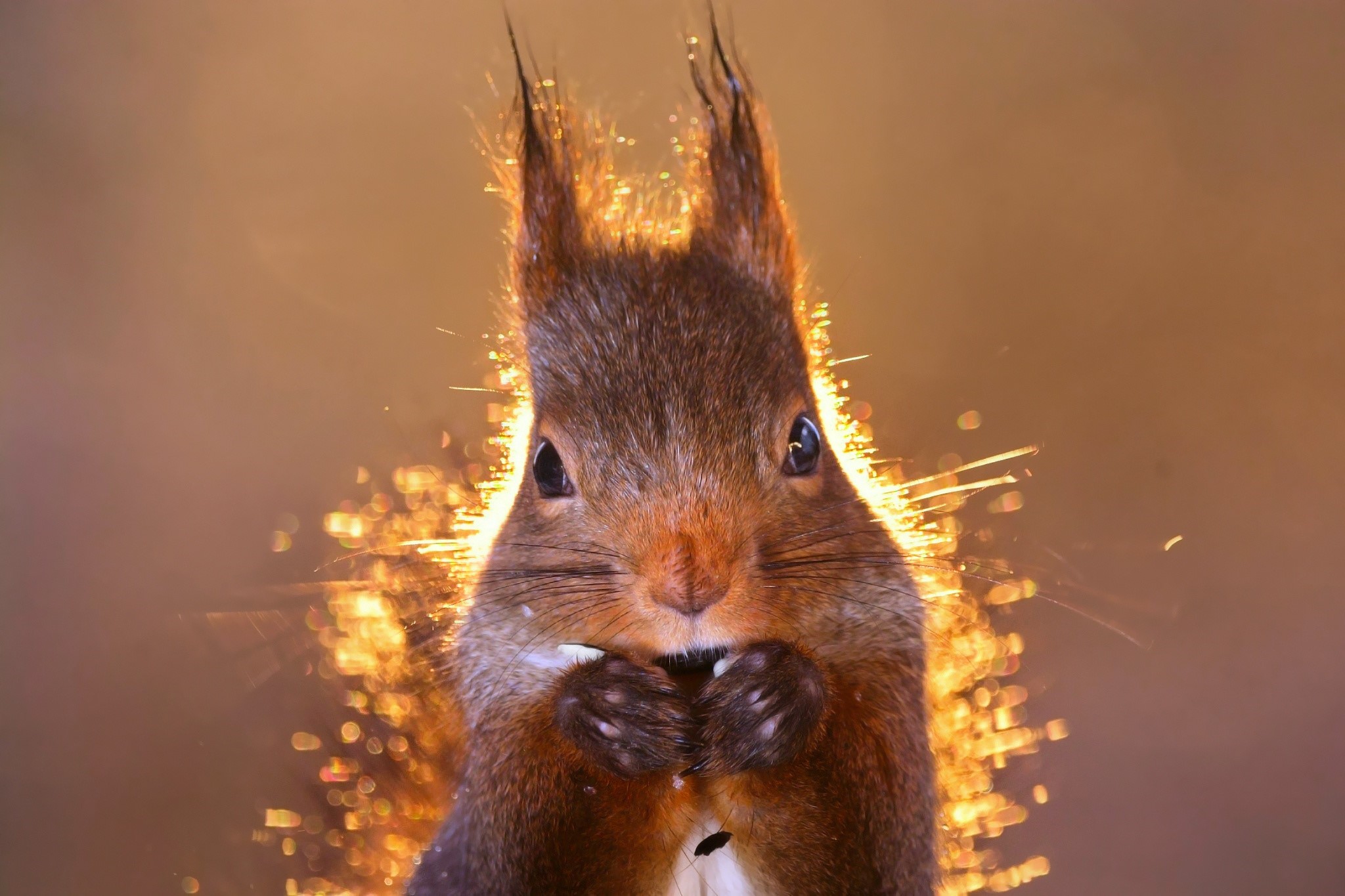 Close-up of a red squirrel with sparkling background HD Wallpaper
