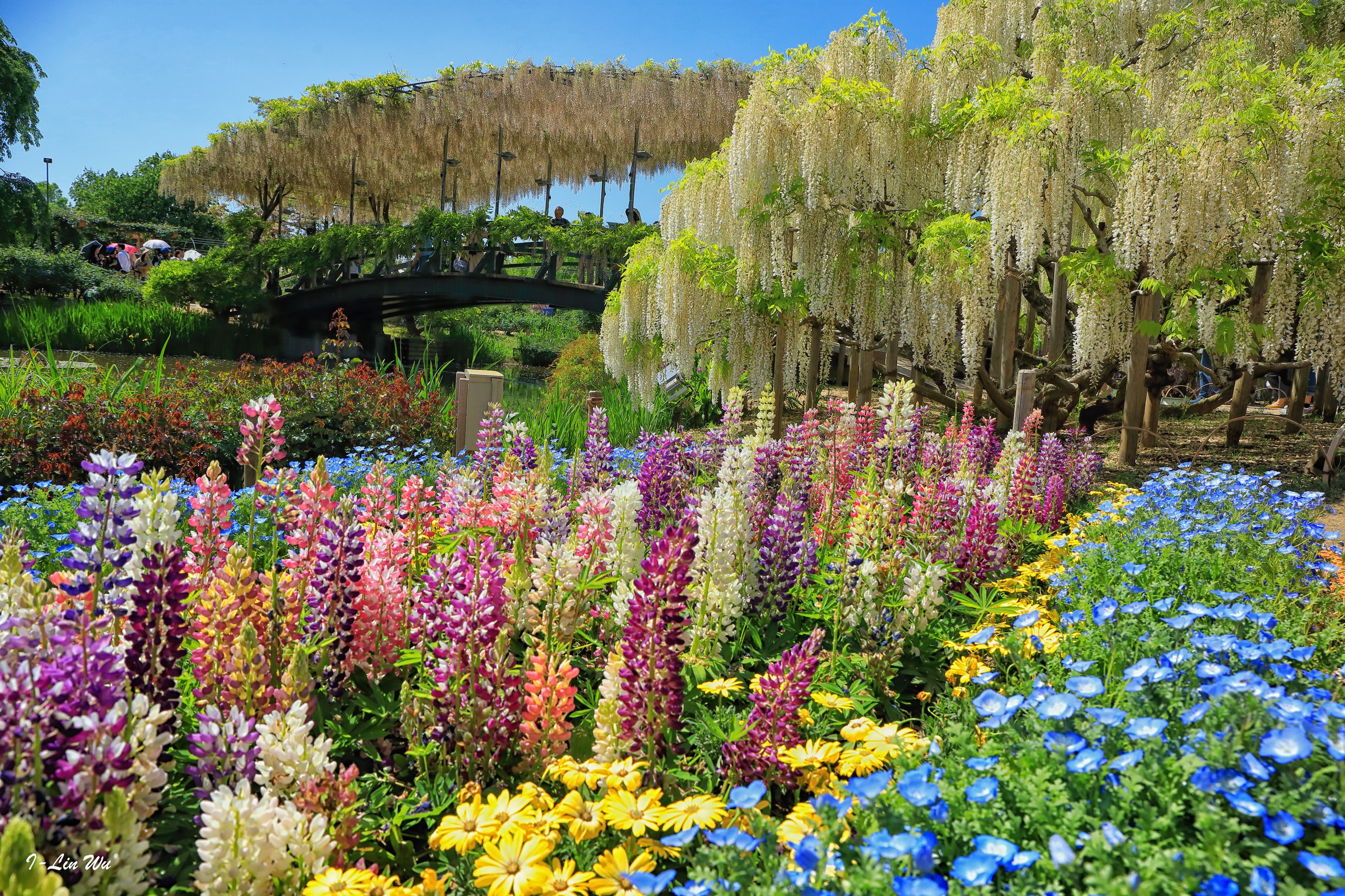 Ashikaga Flower Park, Japan: Wisteria and Lupine Flowers HD Wallpaper