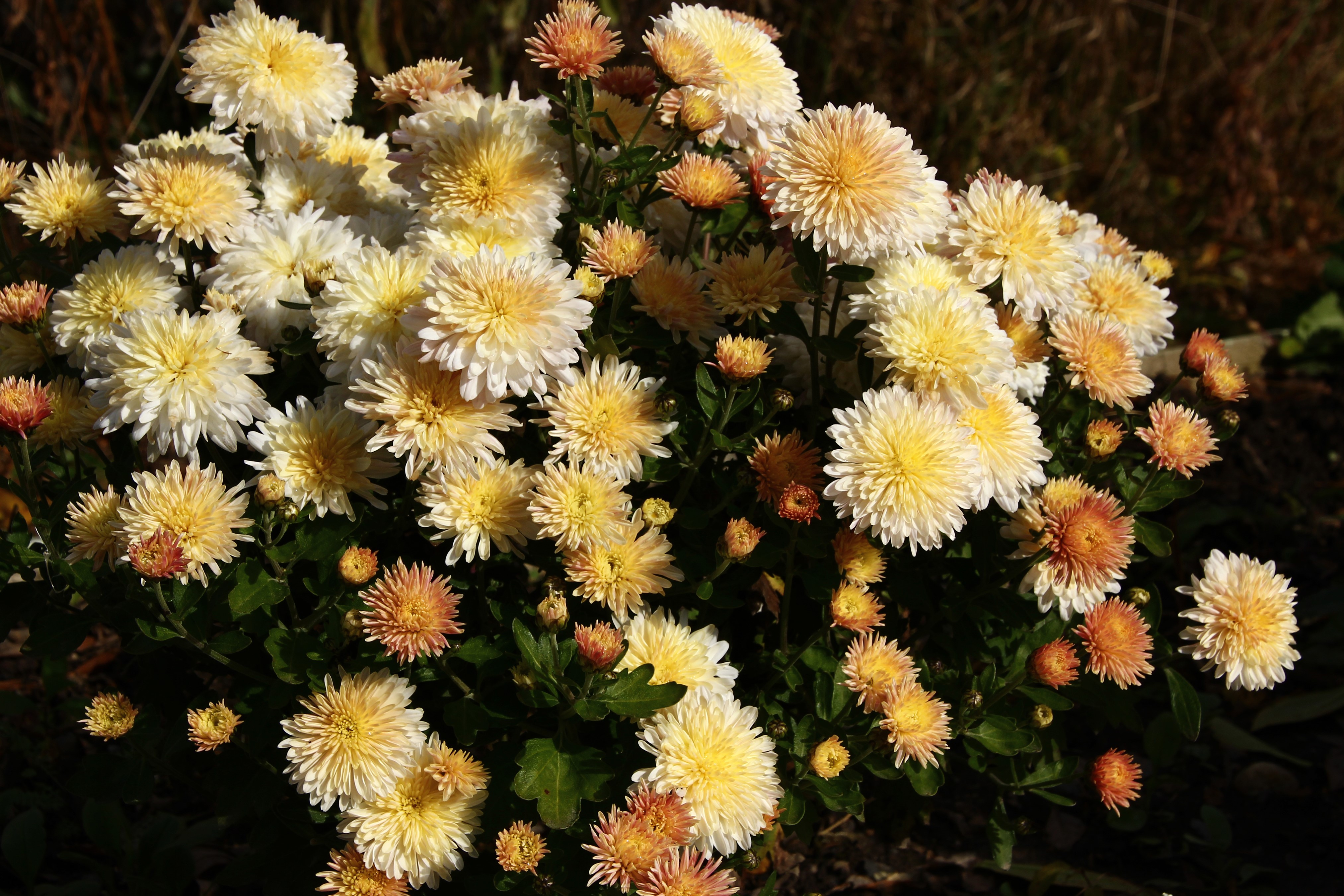 4K Chrysanthemums Closeup HD Wallpaper