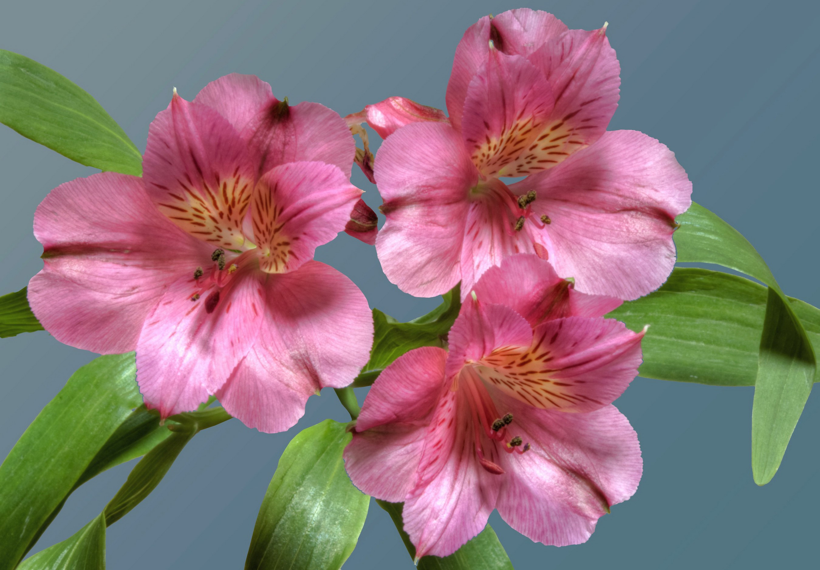 Three Pink Alstroemeria Flowers HD Wallpaper