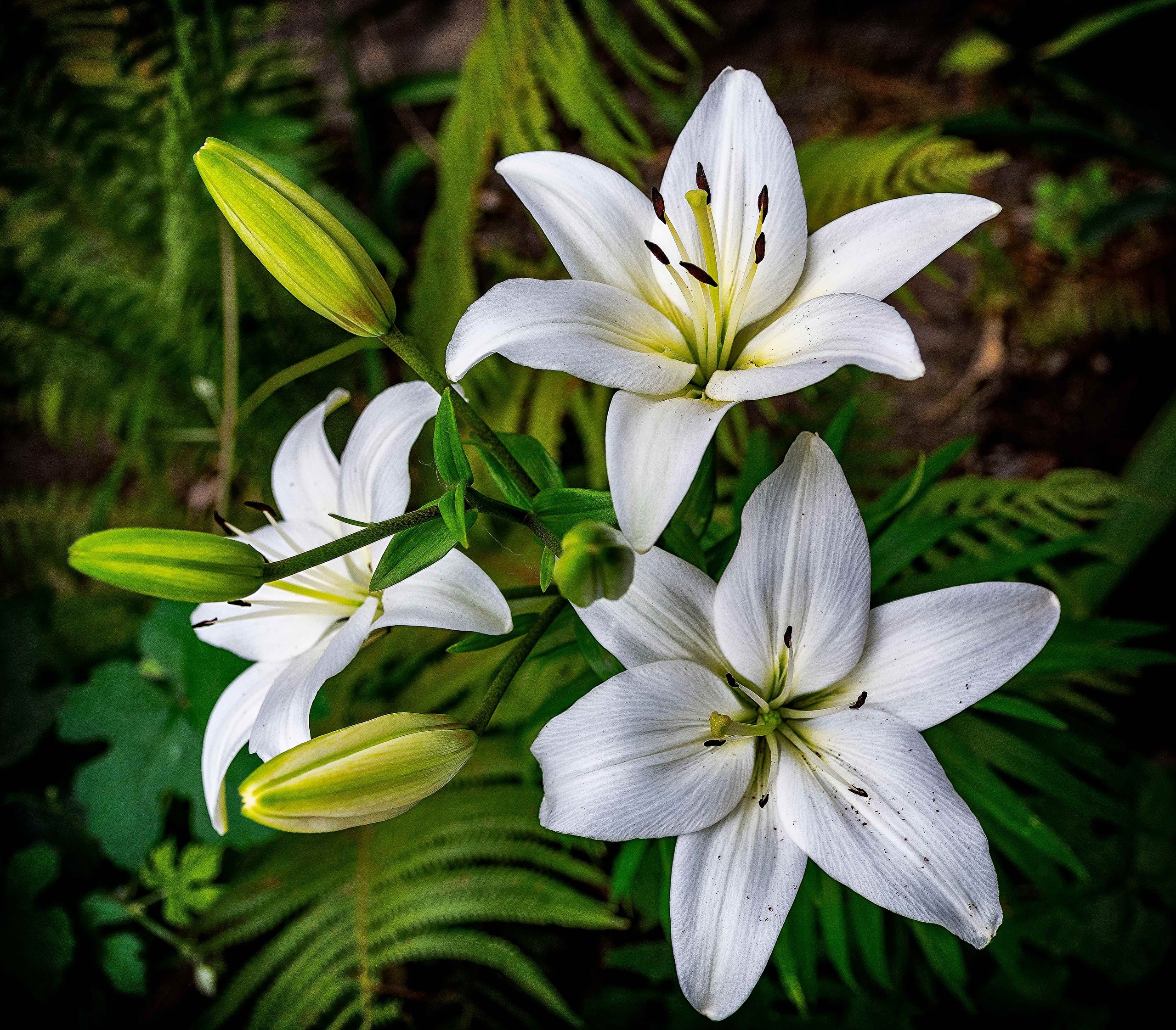 White lilies and buds on a dark background HD Wallpaper