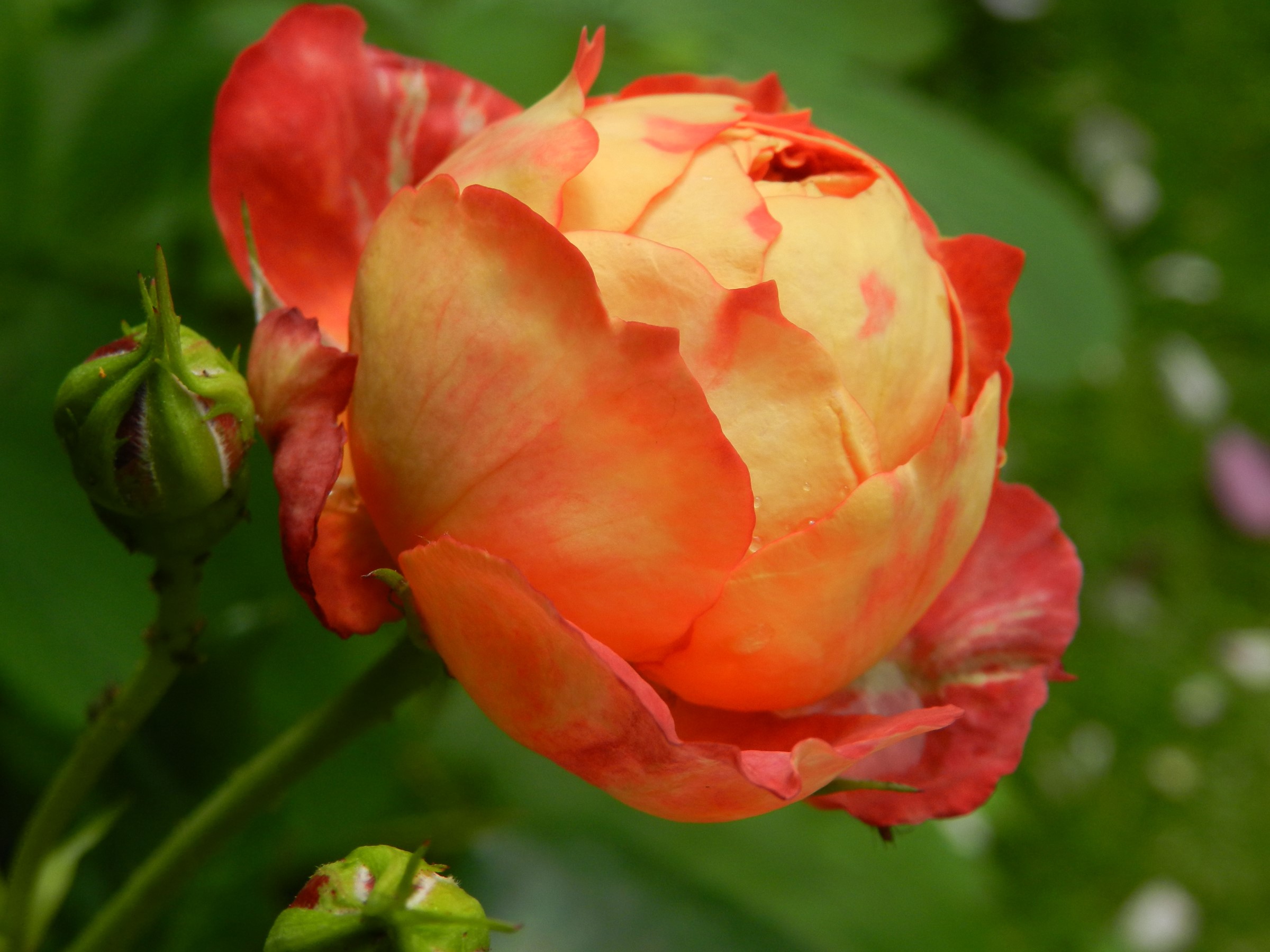 Orange and red rose with buds HD Wallpaper