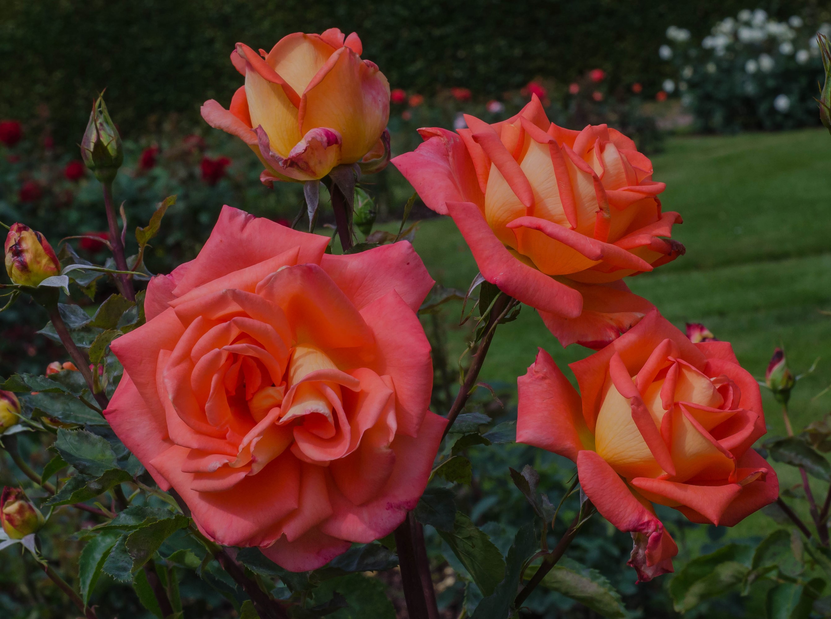 Orange and Pink Roses in a Garden HD Wallpaper