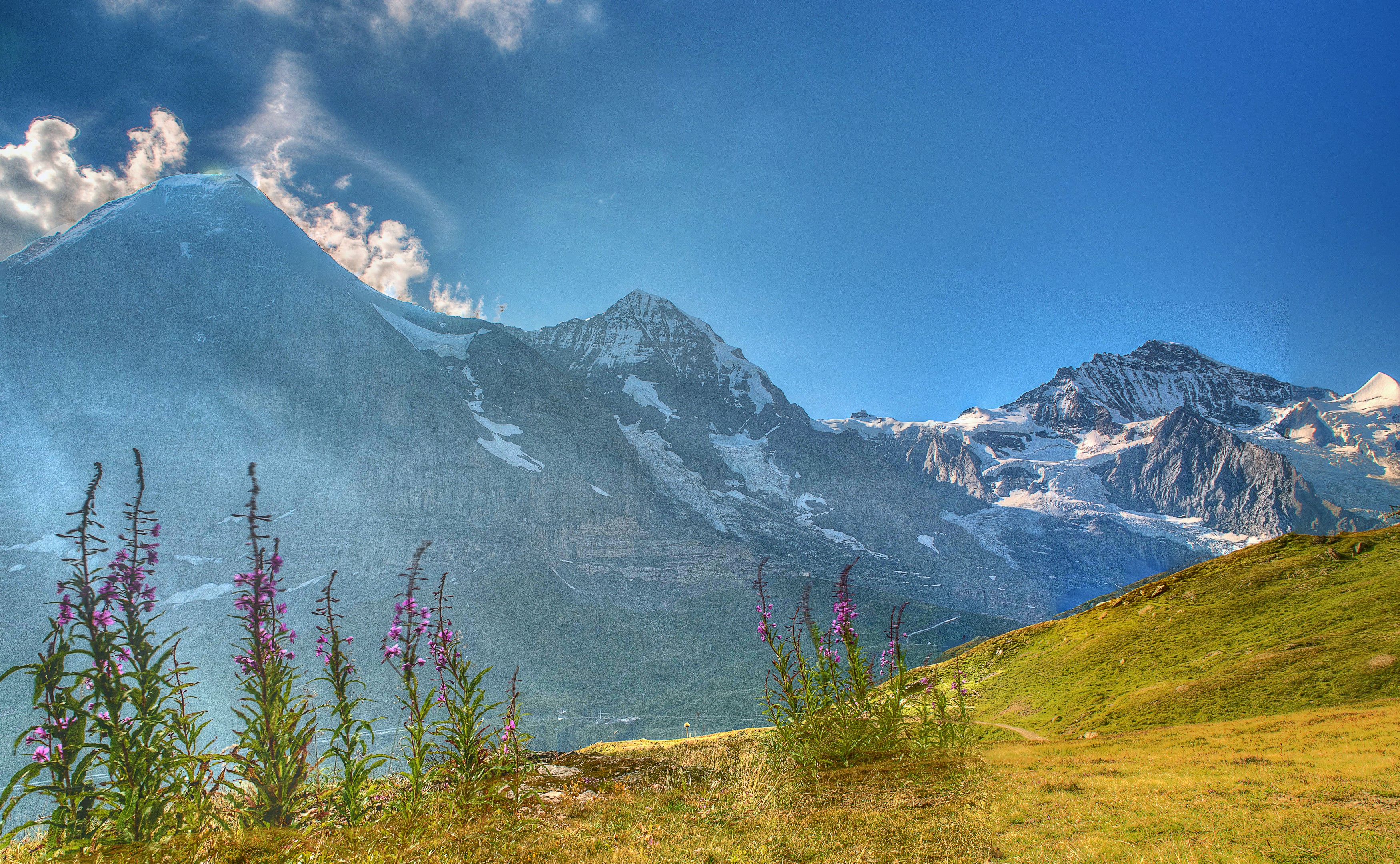 Swiss Alps mountains with flowers in foreground HD Wallpaper