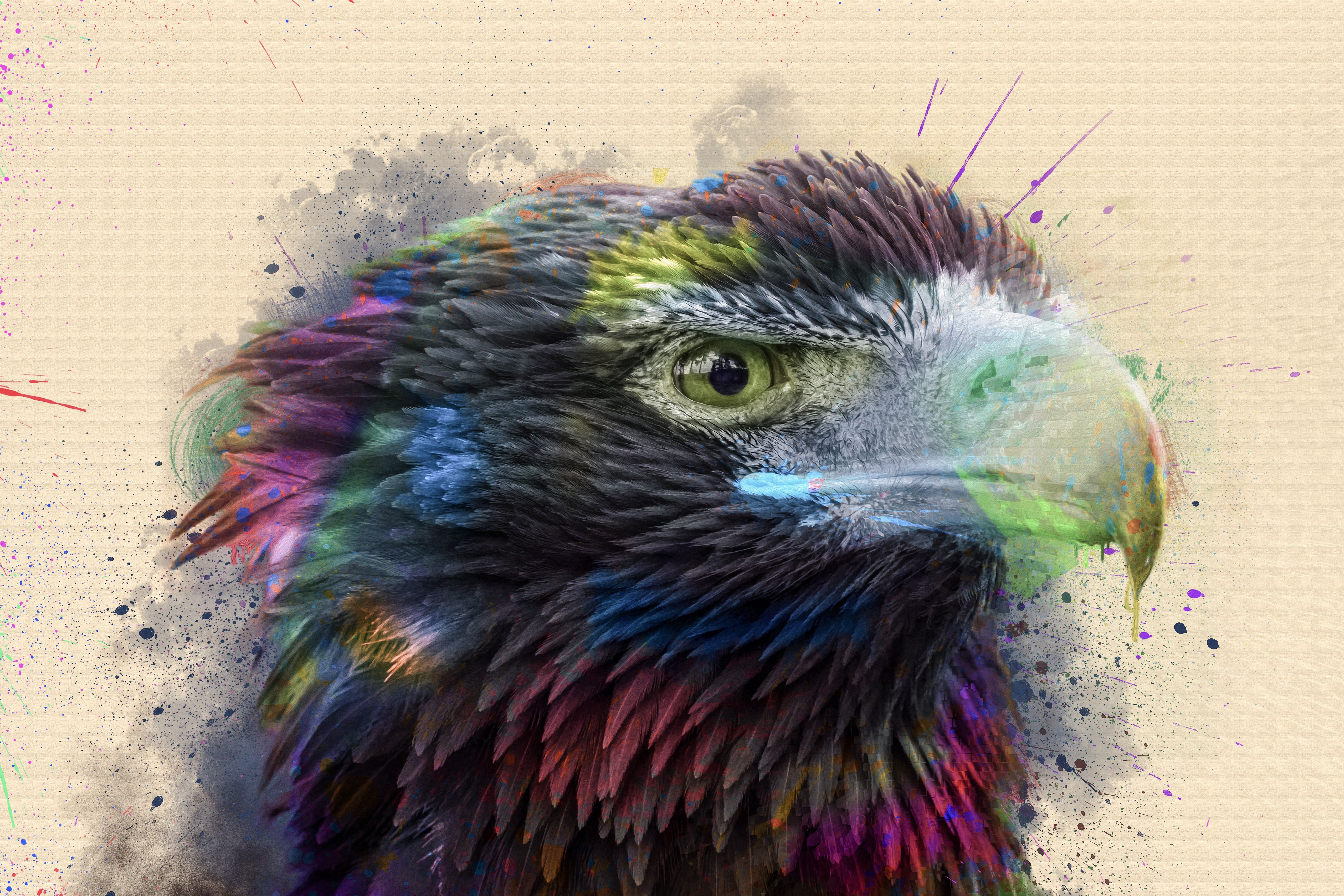 Colorful Hawk Bird with Splatter Art HD Wallpaper