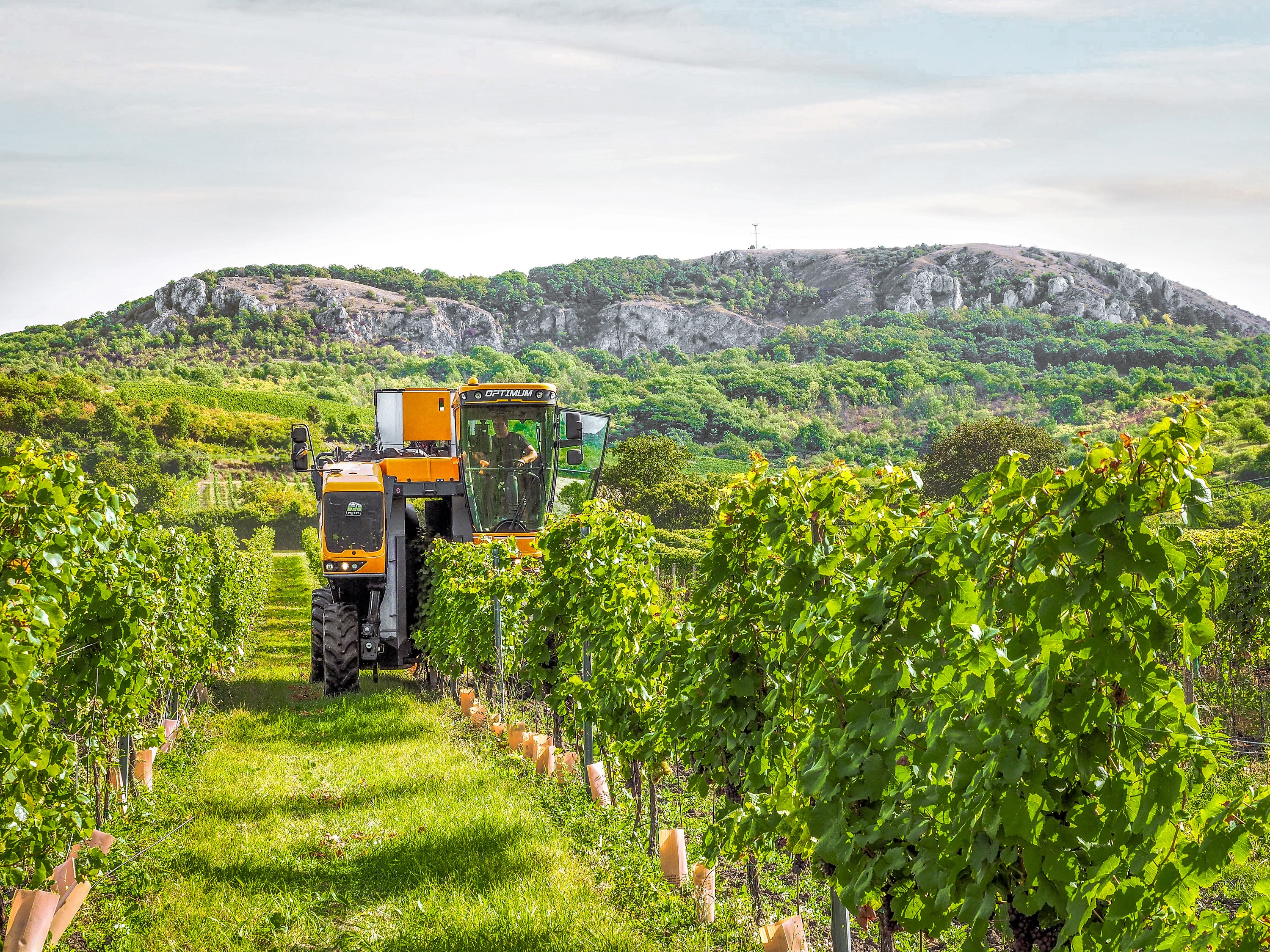 Agricultural harvester in a vineyard with a hill in the background HD Wallpaper