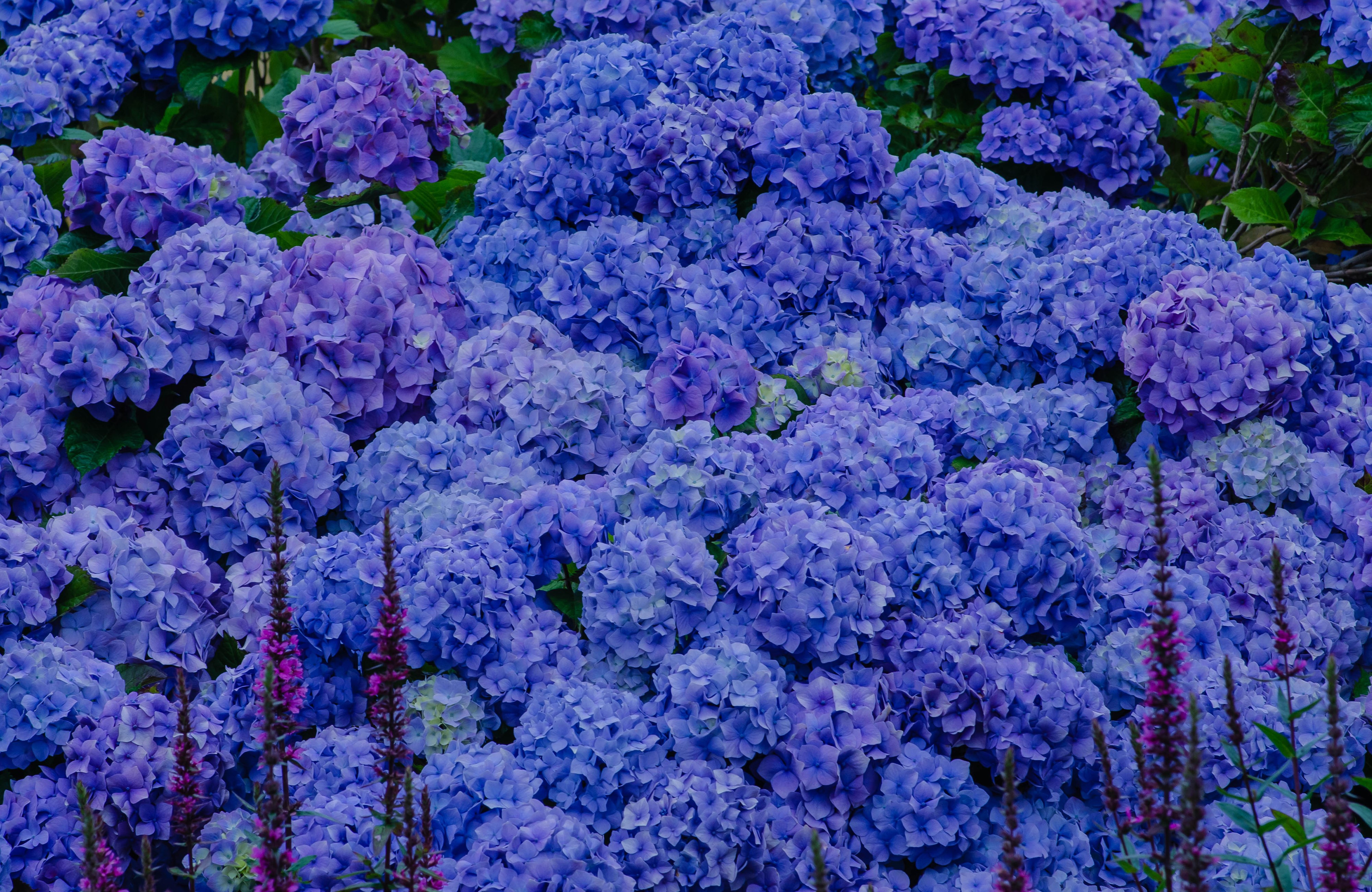 Many Blue and Purple Hydrangeas HD Wallpaper