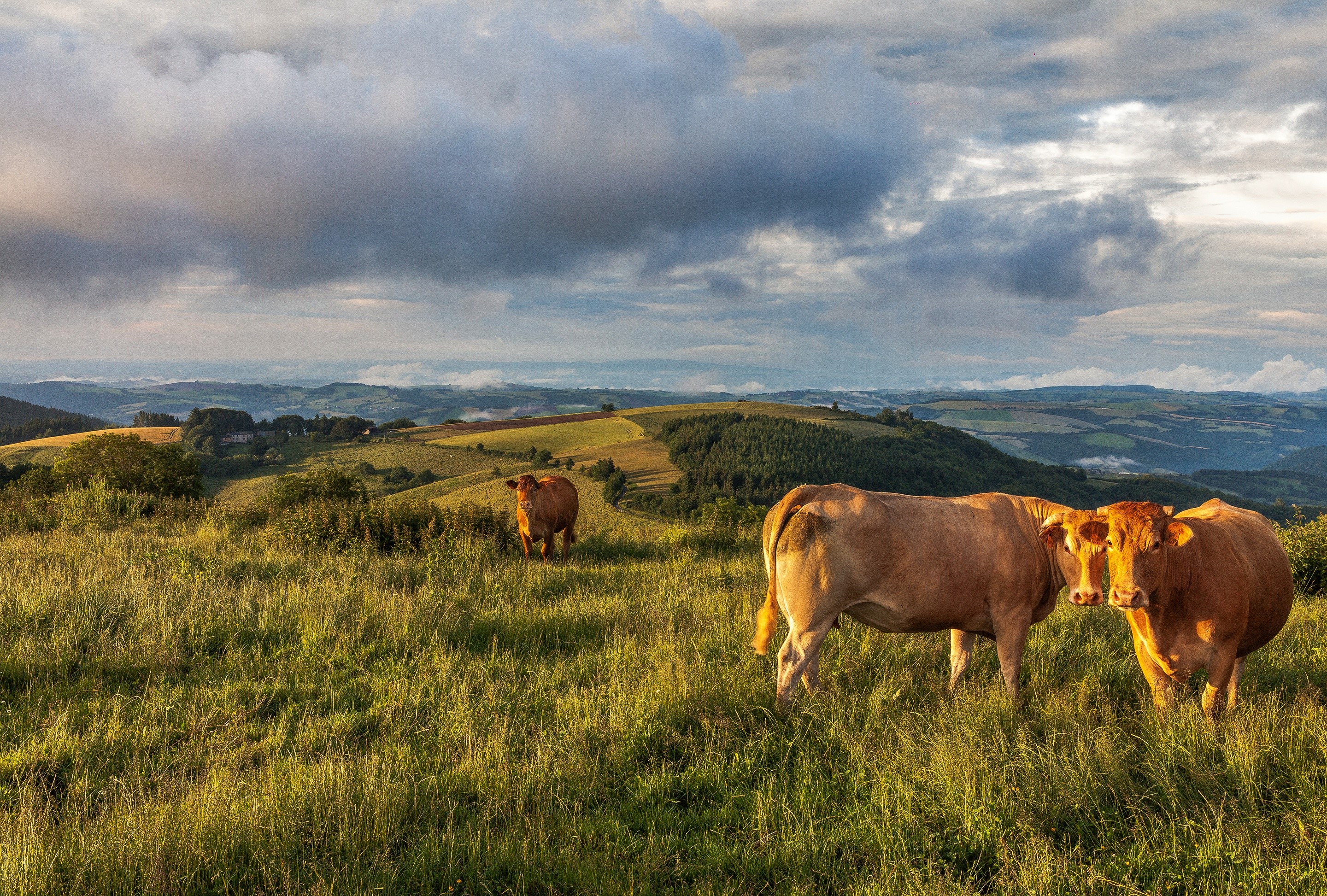 Cows grazing in a hilly landscape under a cloudy sky HD Wallpaper
