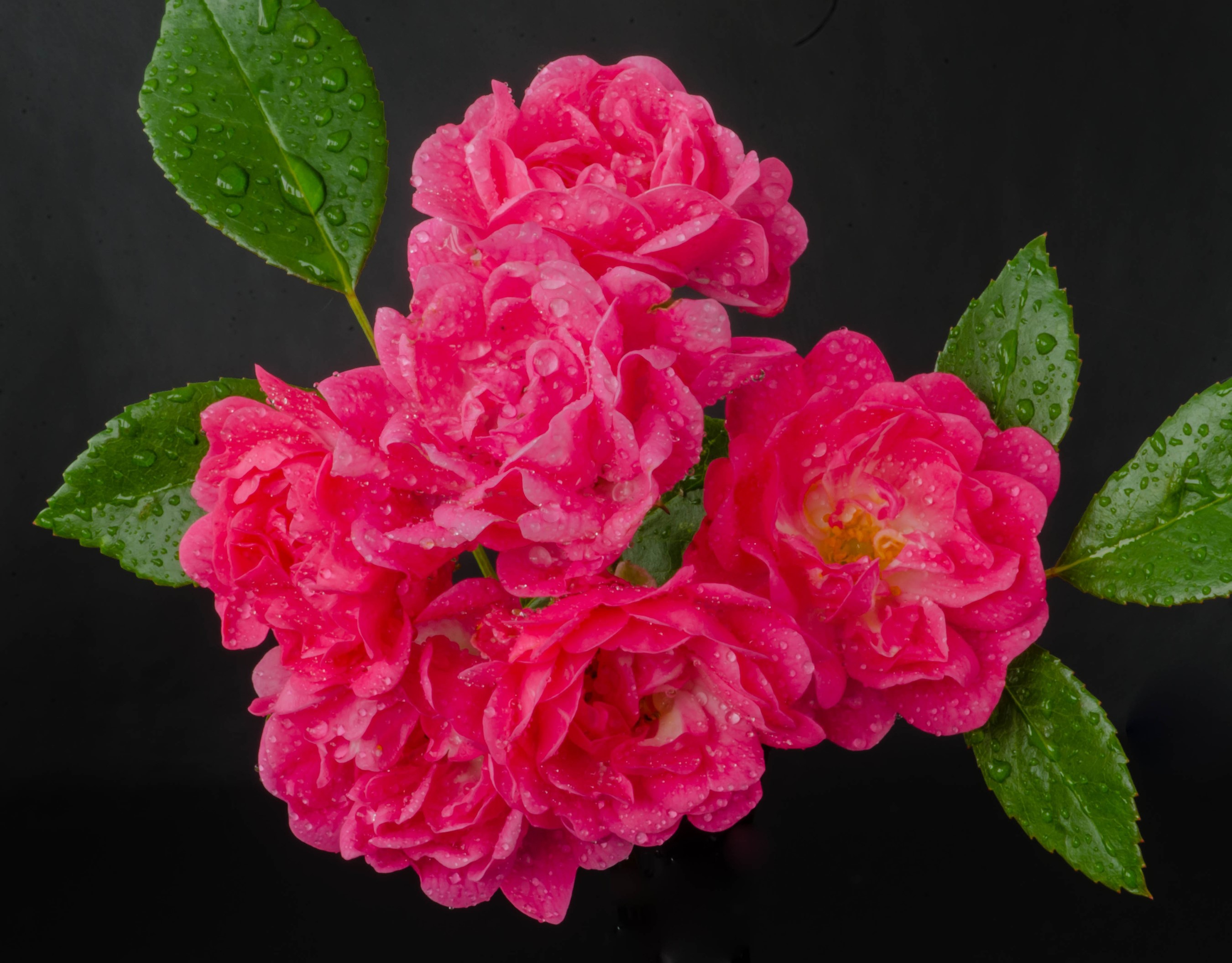 Pink roses with water drops on a black background HD Wallpaper