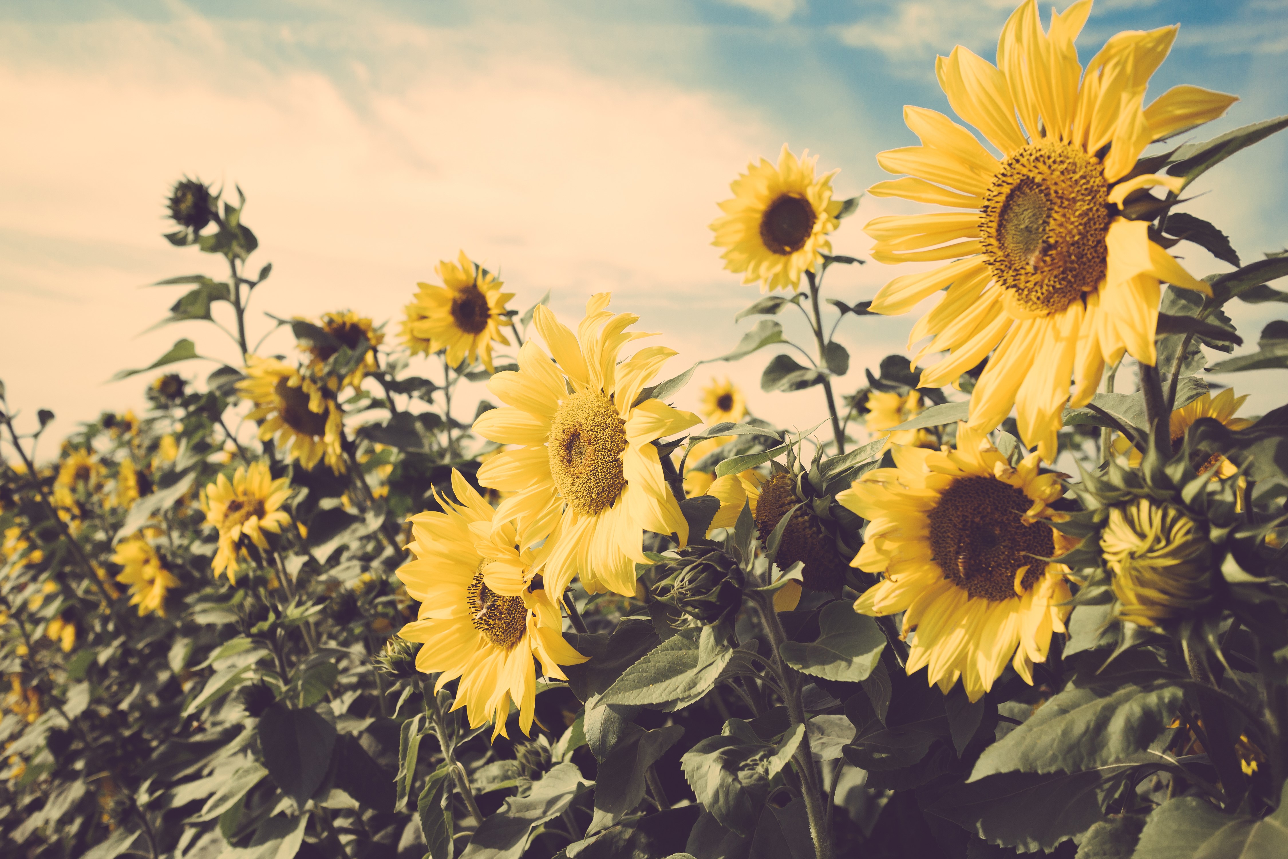 Field of Sunflowers Under a Cloudy Sky HD Wallpaper