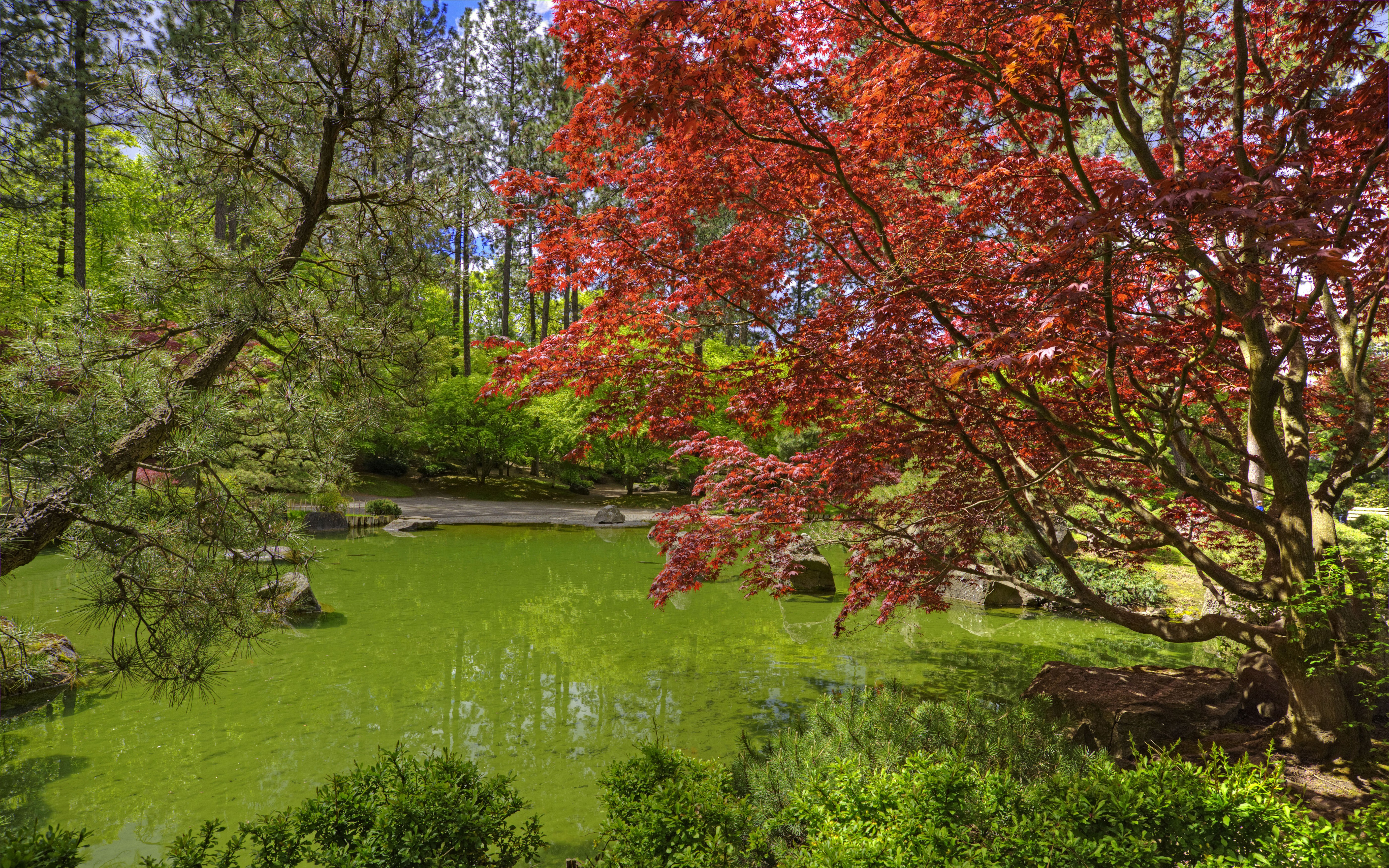 Spokane Japanese Garden Pond with Red Maple Tree HD Wallpaper