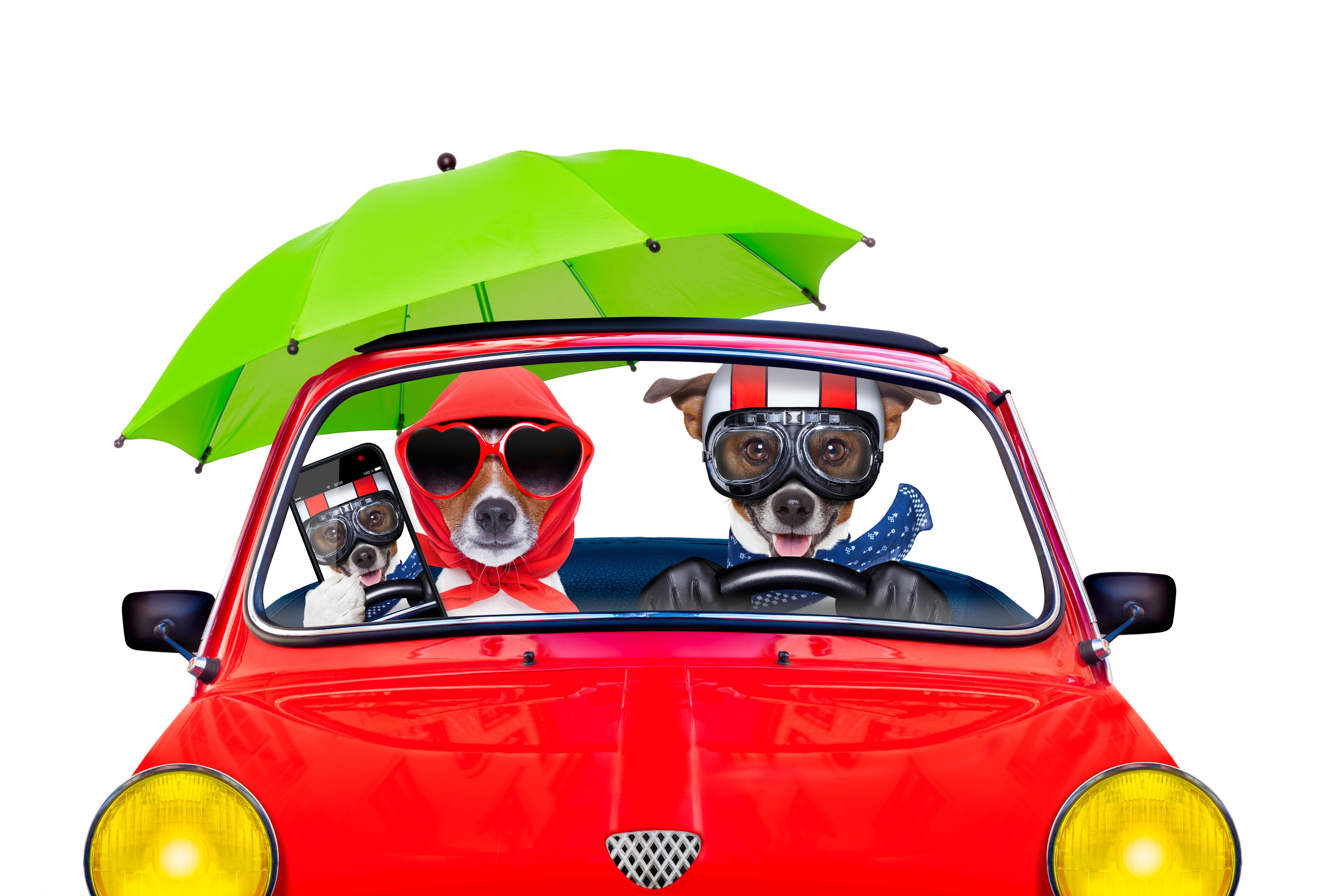 Dogs in a red car with umbrella and smartphone HD Wallpaper
