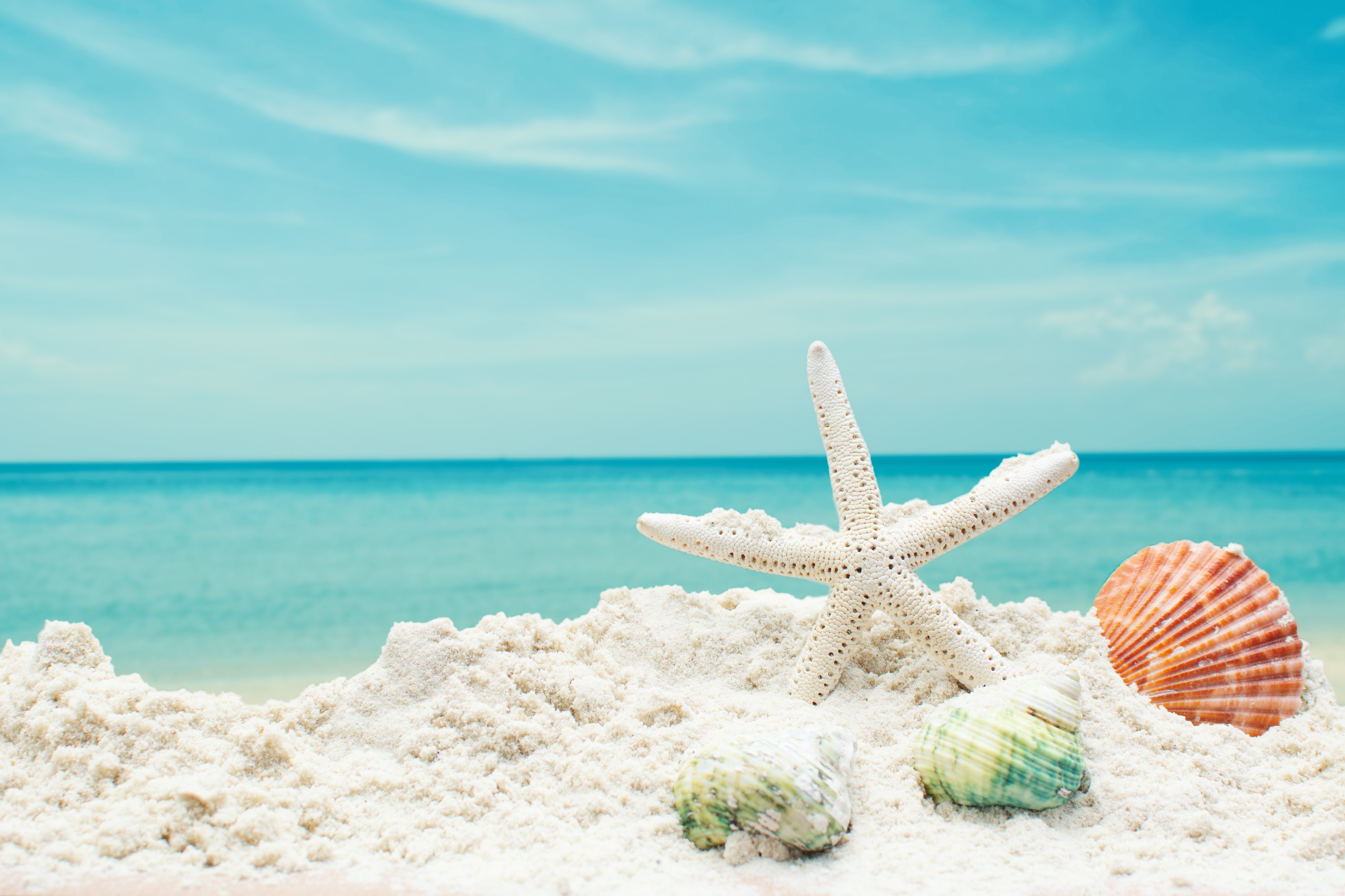 Starfish and Shells on a Sandy Beach HD Wallpaper