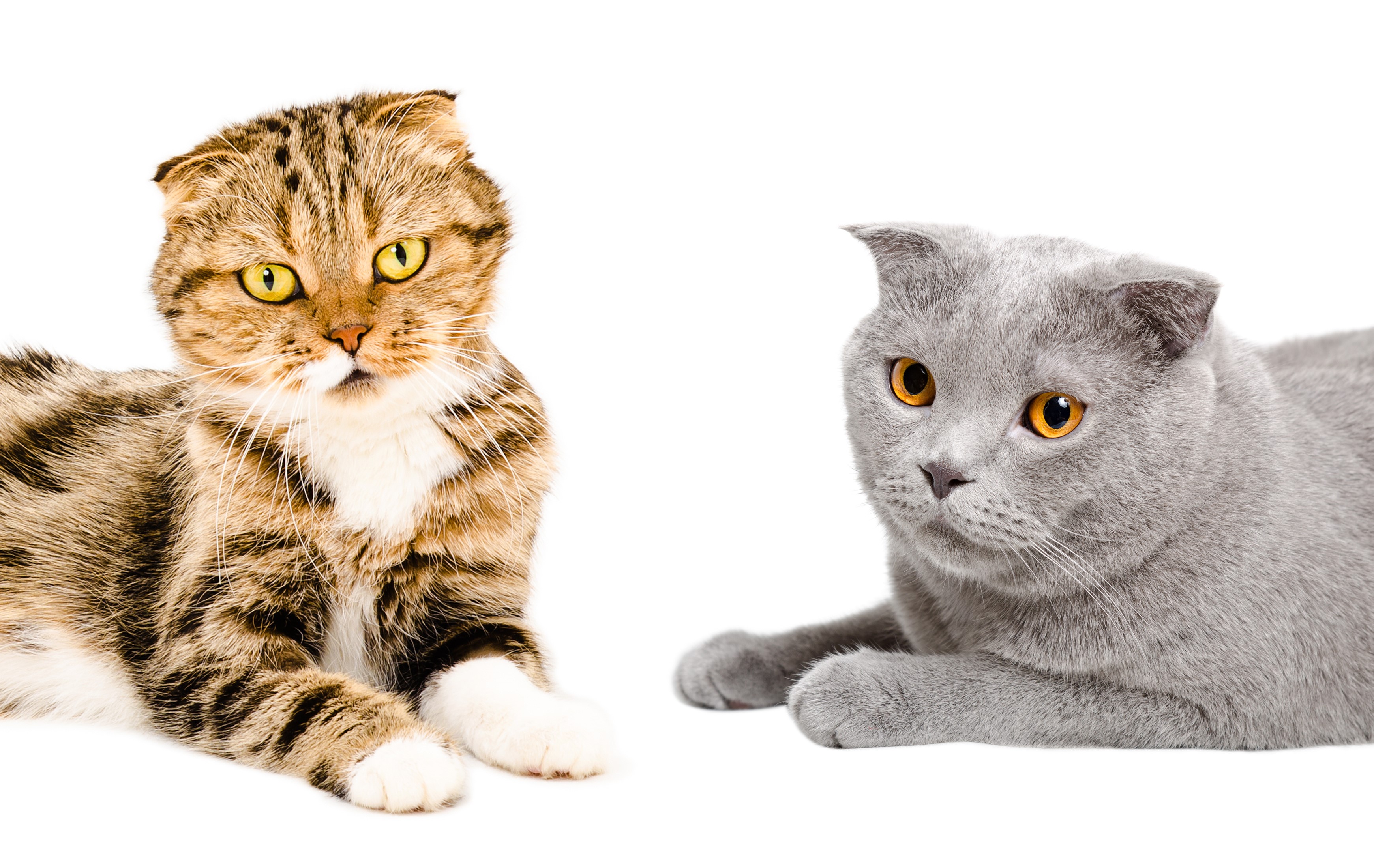 Two Scottish Fold cats on a white background HD Wallpaper