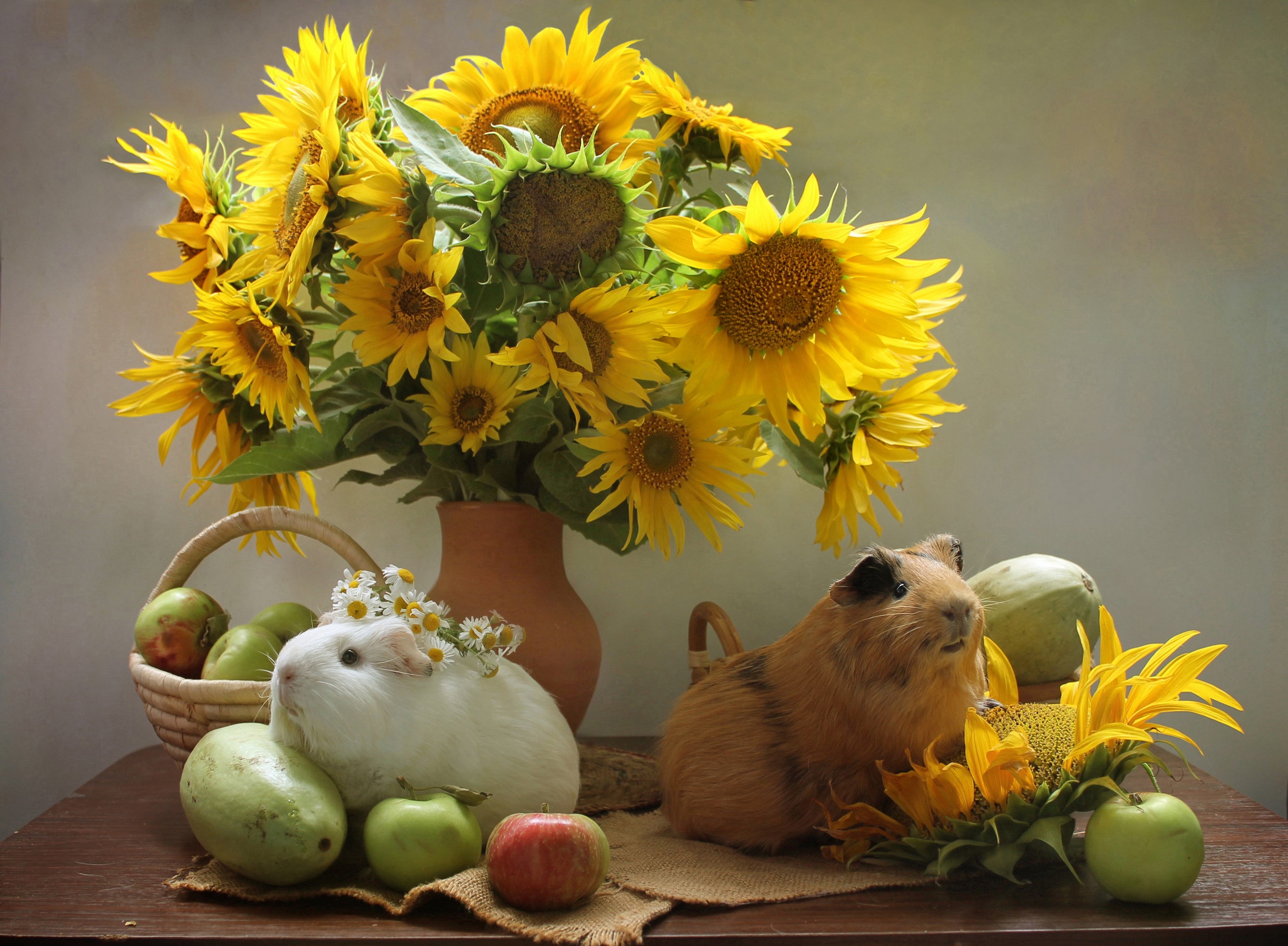 Still-life with two guinea pigs, sunflowers, and apples HD Wallpaper