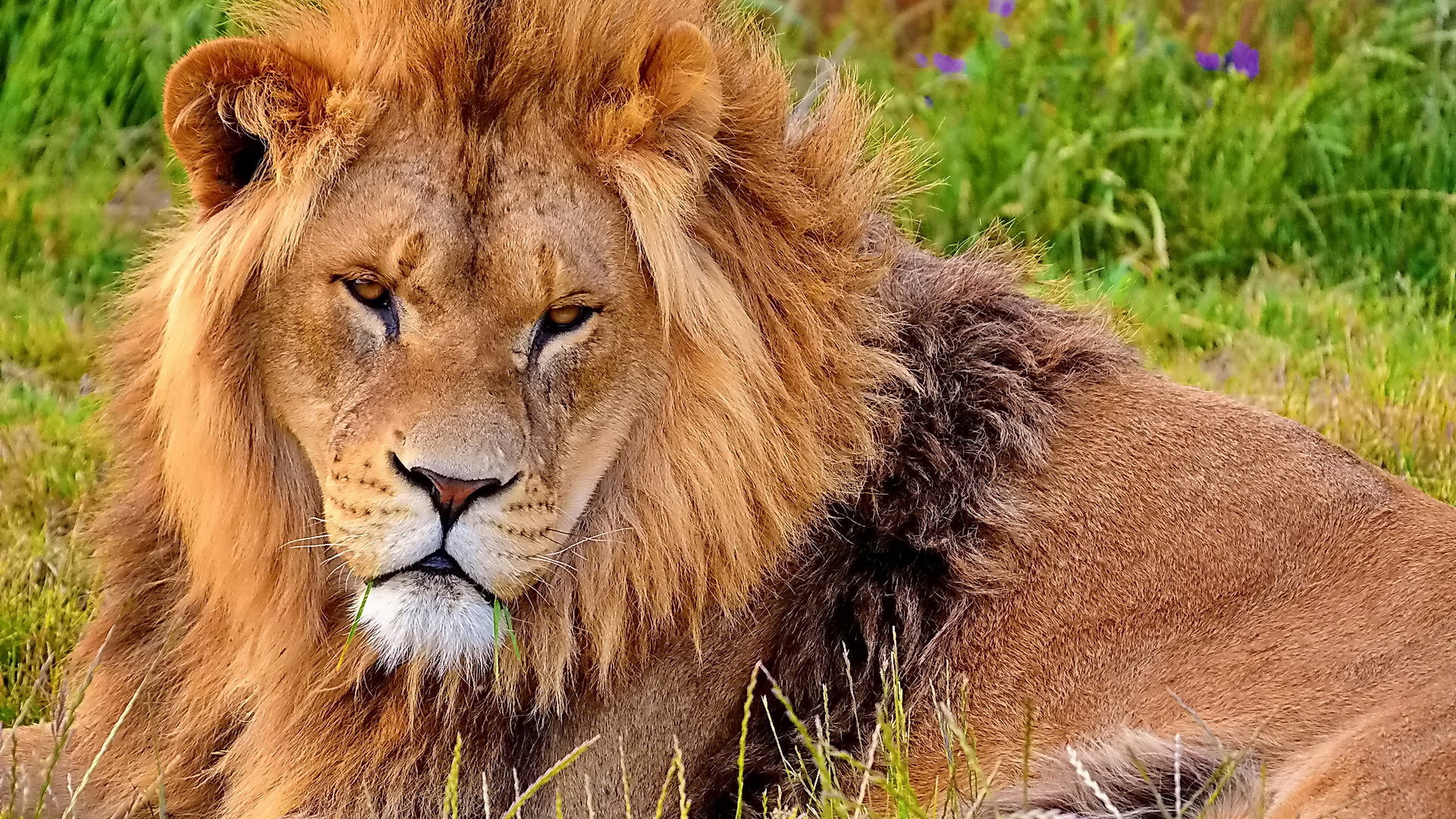 Lion with a mane lying in grass HD Wallpaper