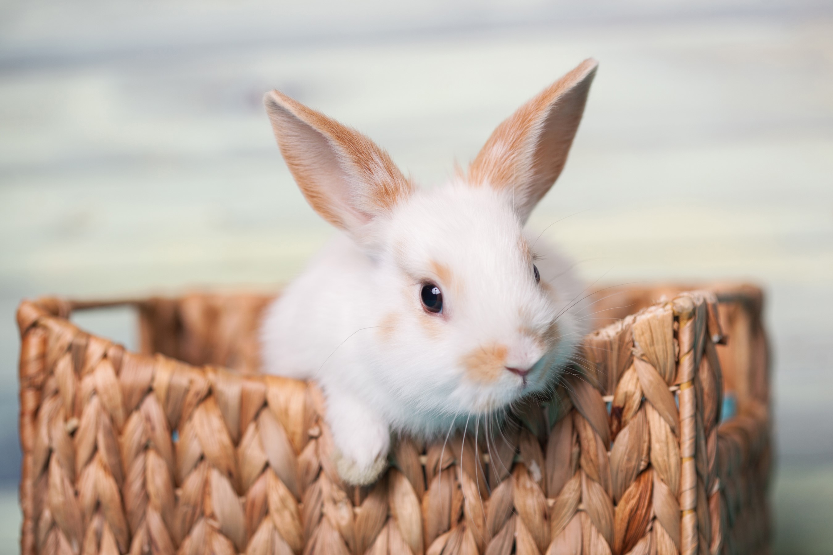 White rabbit with brown markings in a basket HD Wallpaper