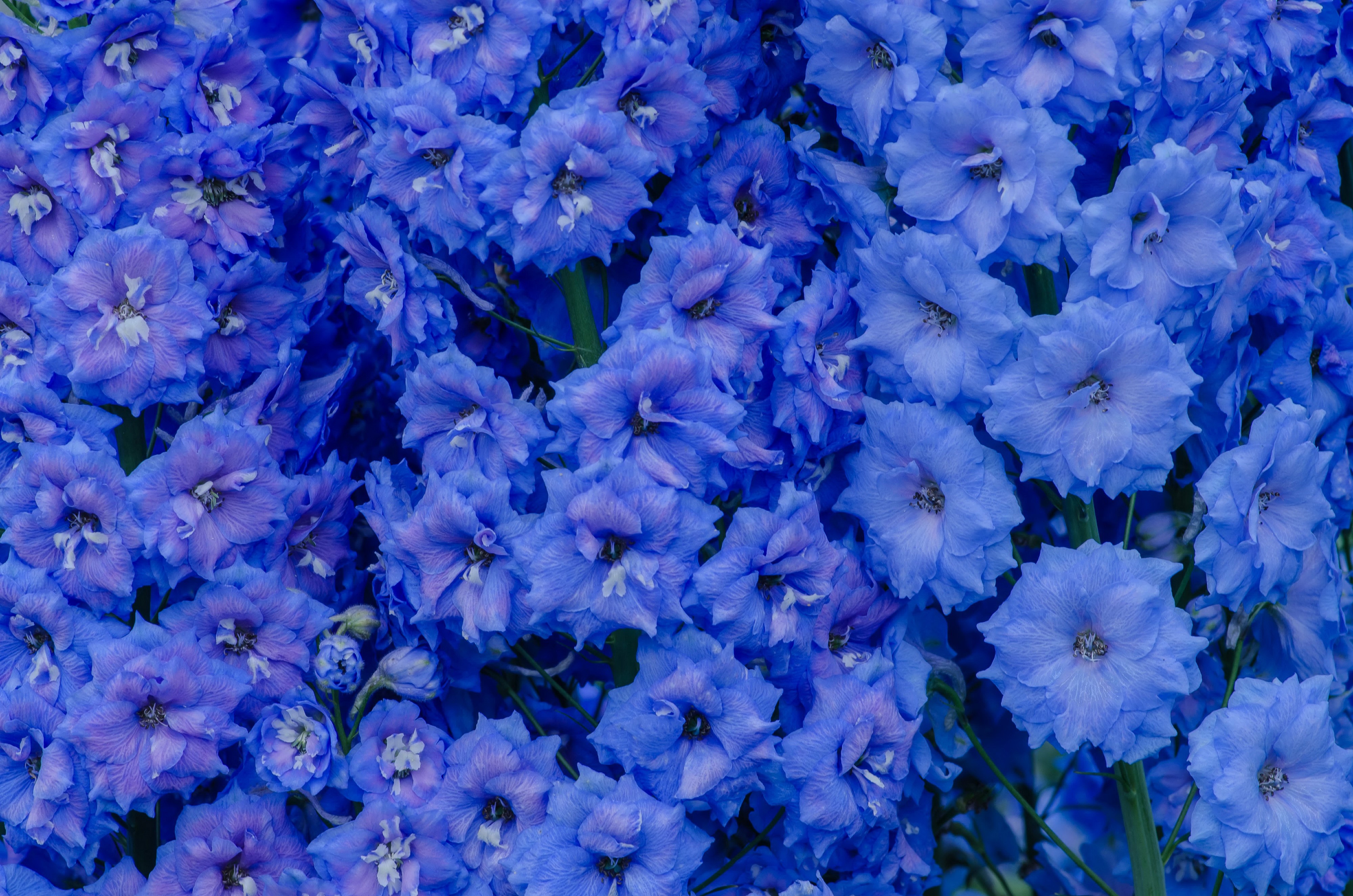 Closeup of Light Blue Delphinium Flowers HD Wallpaper