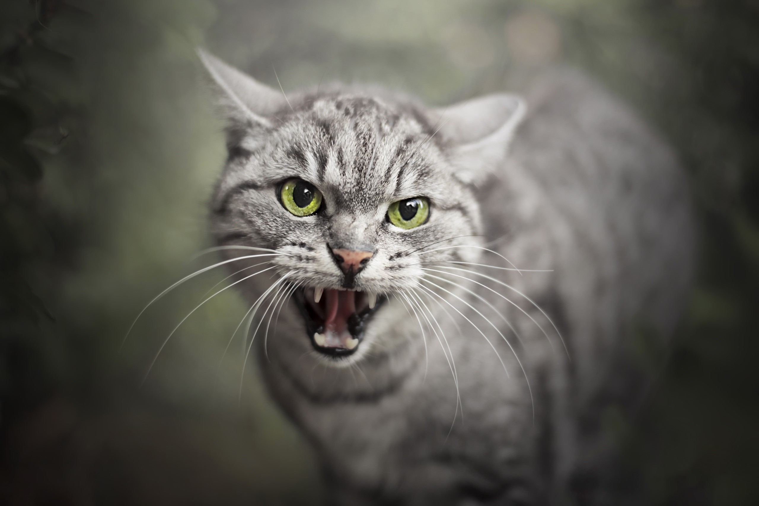Angry tabby cat with green eyes roaring HD Wallpaper
