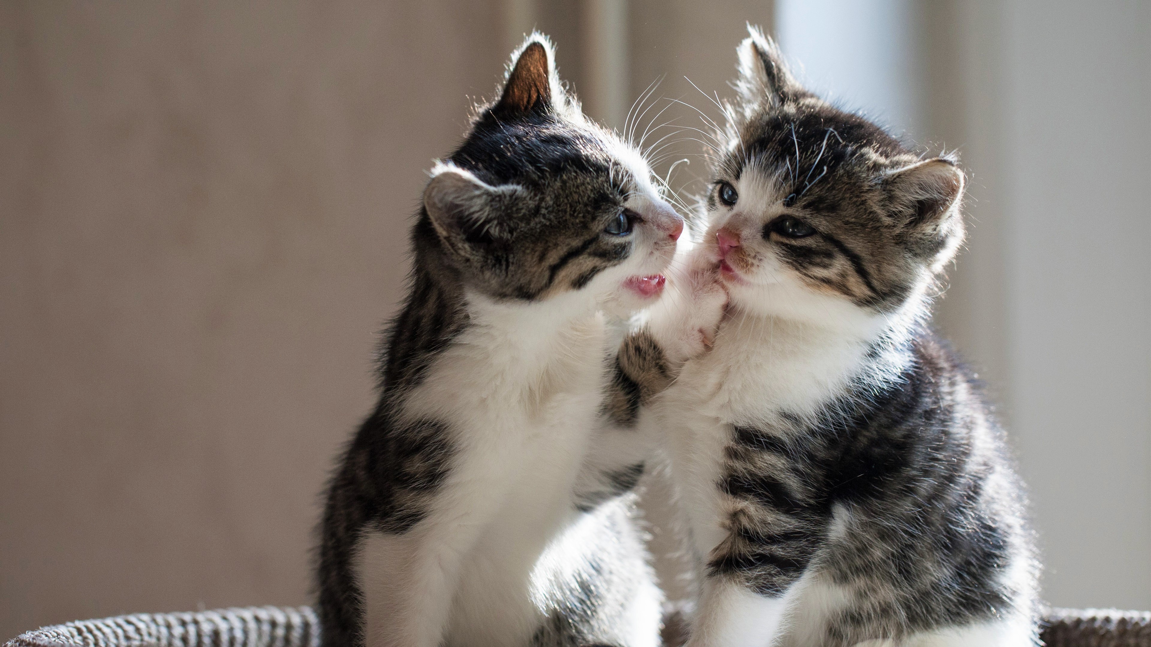 Two Tabby Kittens Playing HD Wallpaper
