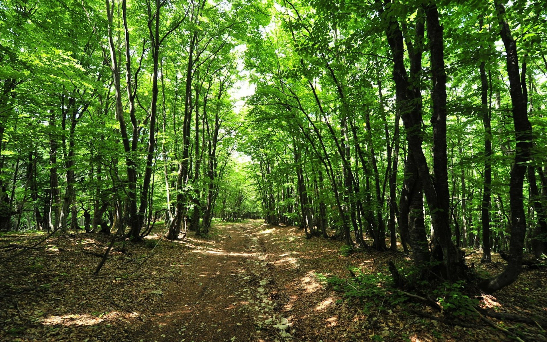 A dirt path through a sun-dappled forest HD Wallpaper