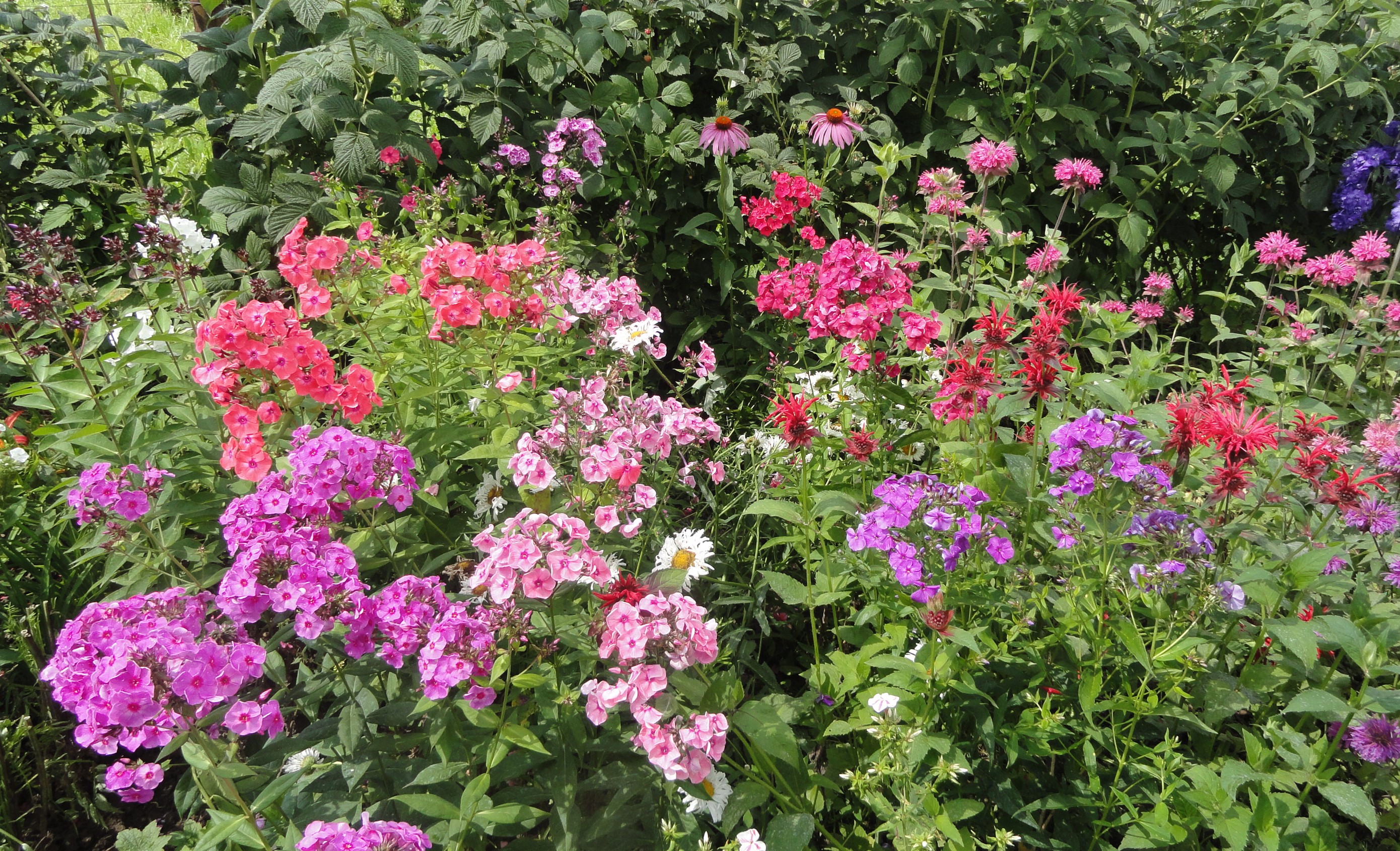 A garden bed filled with colorful Phlox flowers HD Wallpaper
