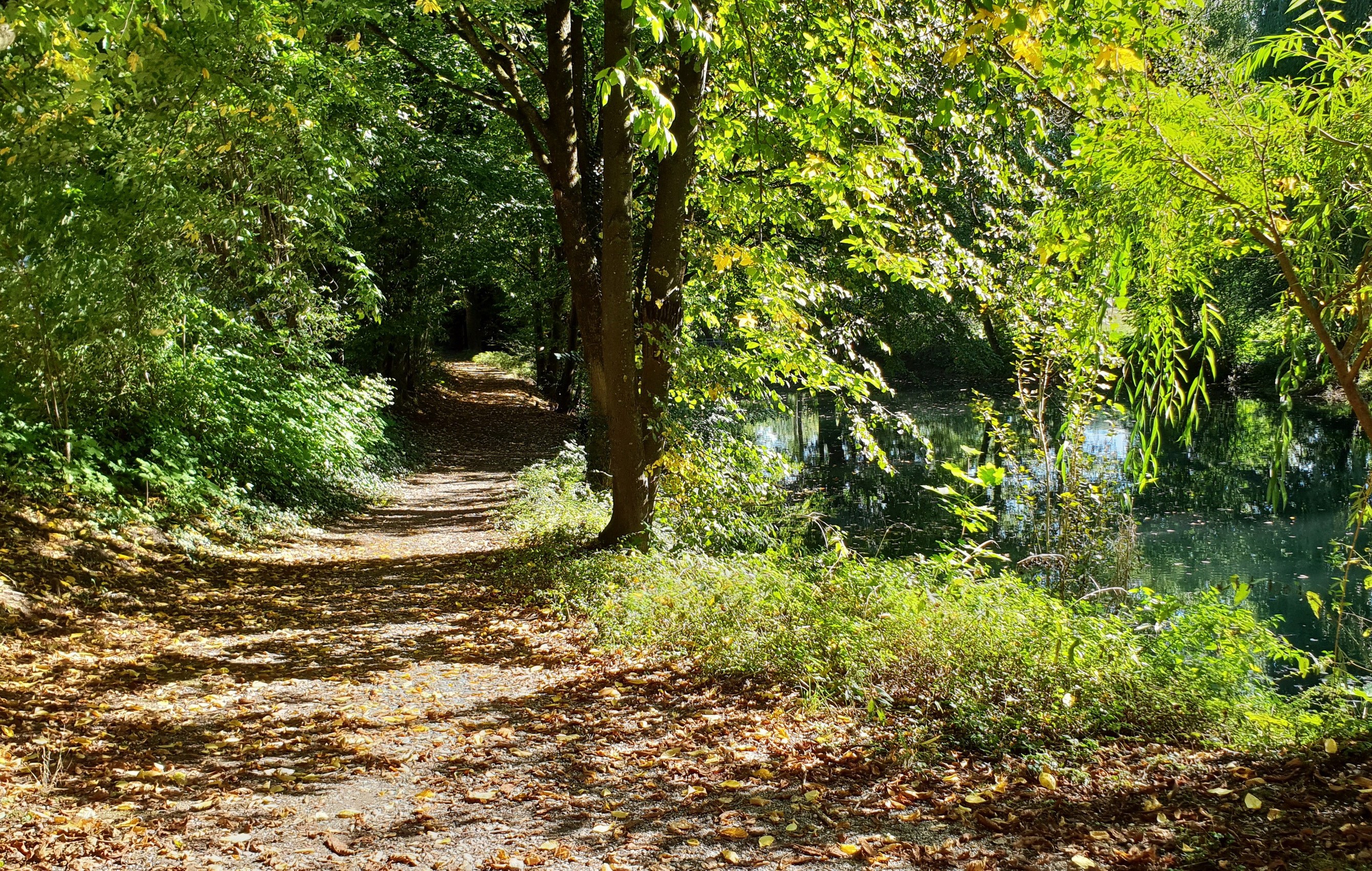 Path through a park in Puchheim-Bahnhof, Bavaria, Germany HD Wallpaper