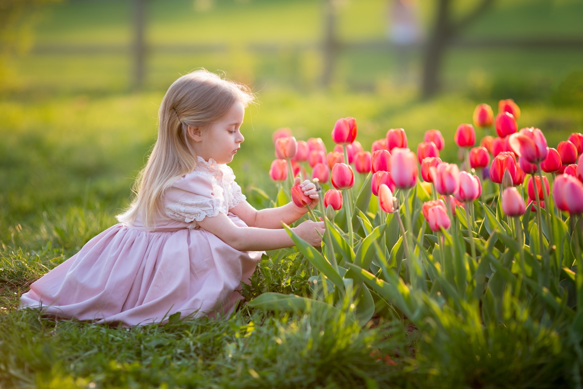 Little girl in pink dress with tulips HD Wallpaper