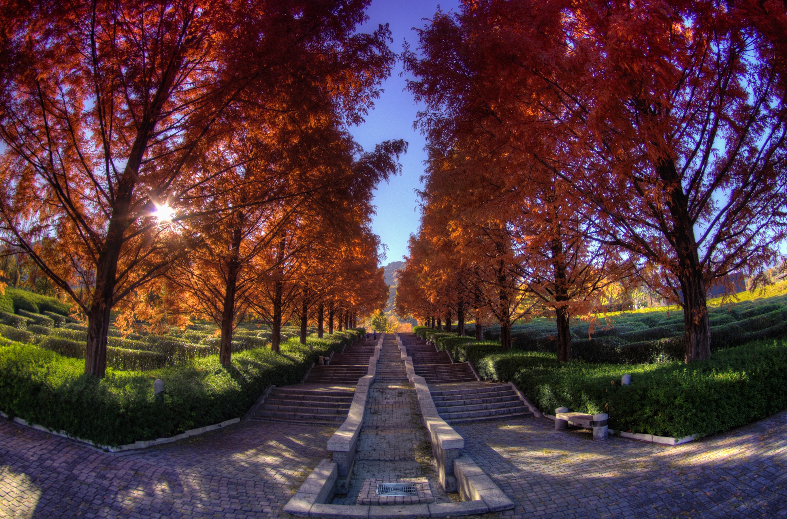 Autumn park with trees and stairs in Japan HD Wallpaper