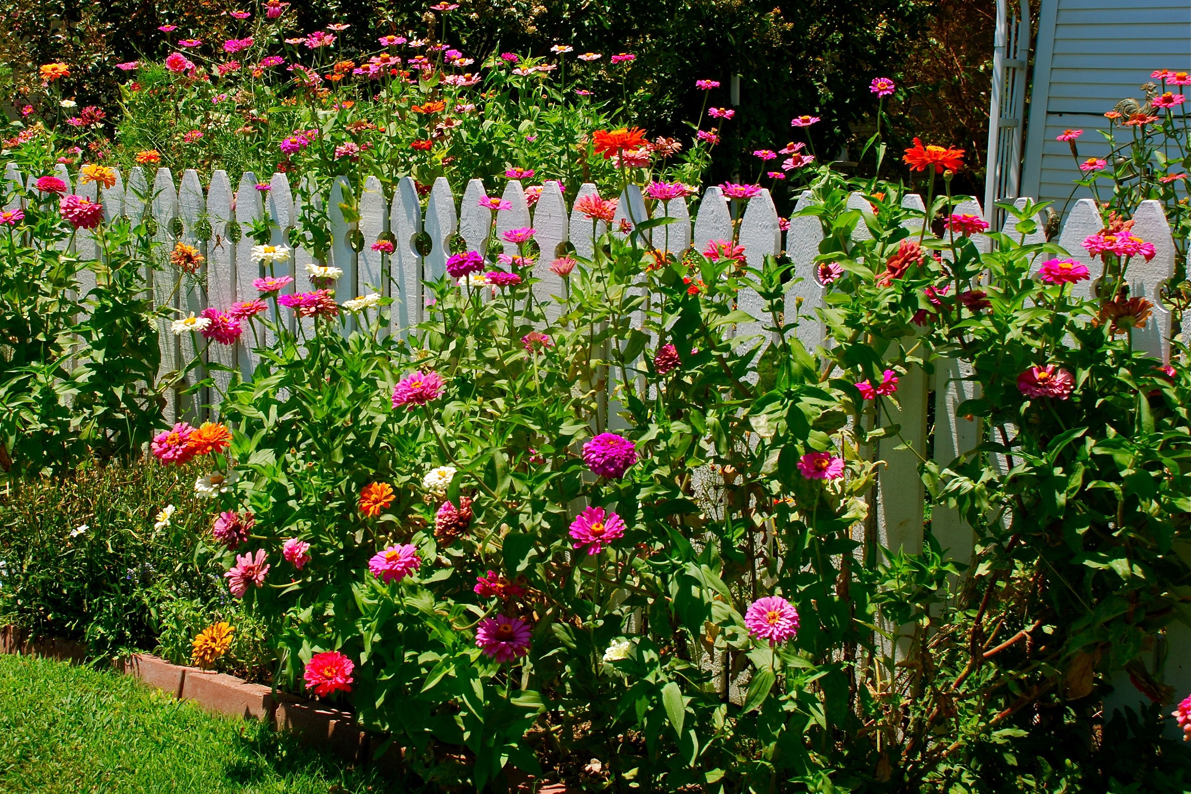 Zinnias in bloom along a white picket fence HD Wallpaper