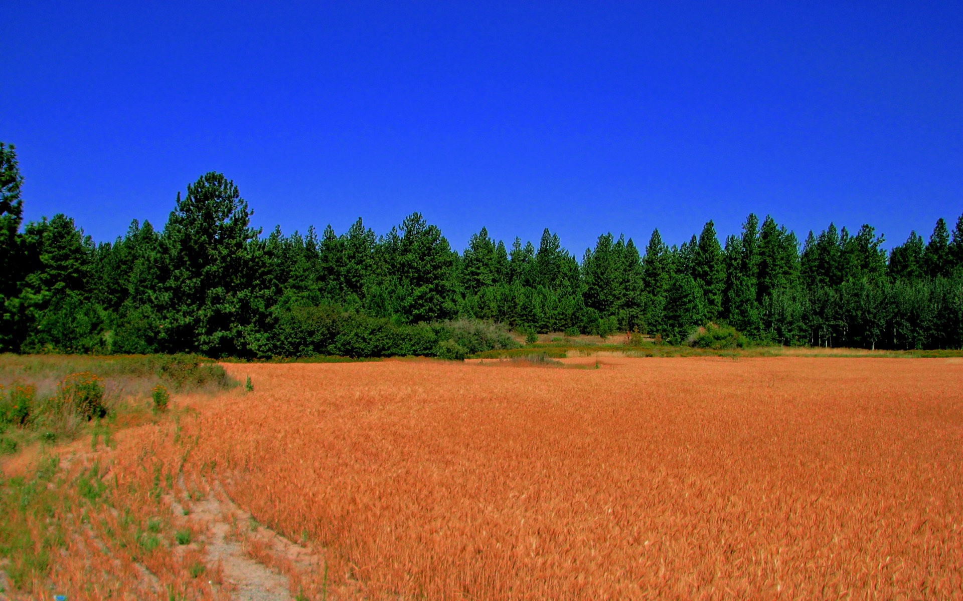 Wheat field with forest and blue sky HD Wallpaper