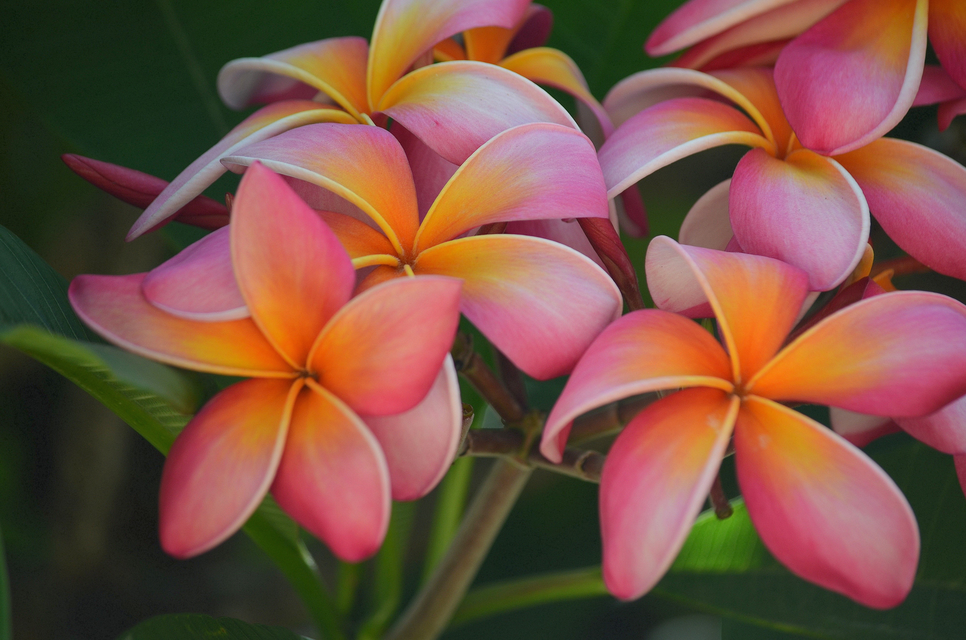 4K Plumeria Flowers Closeup HD Wallpaper