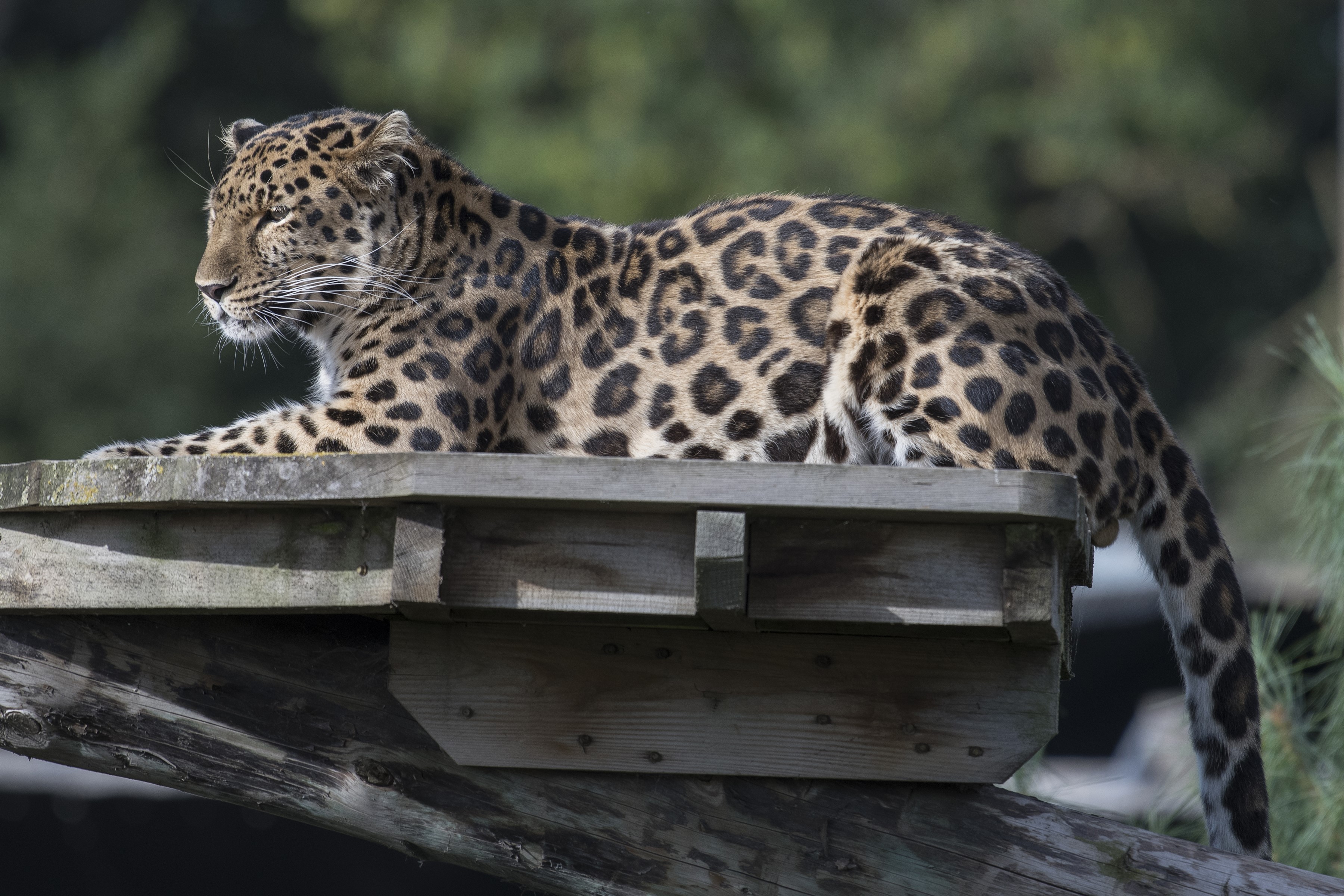 Leopard resting on a wooden platform HD Wallpaper