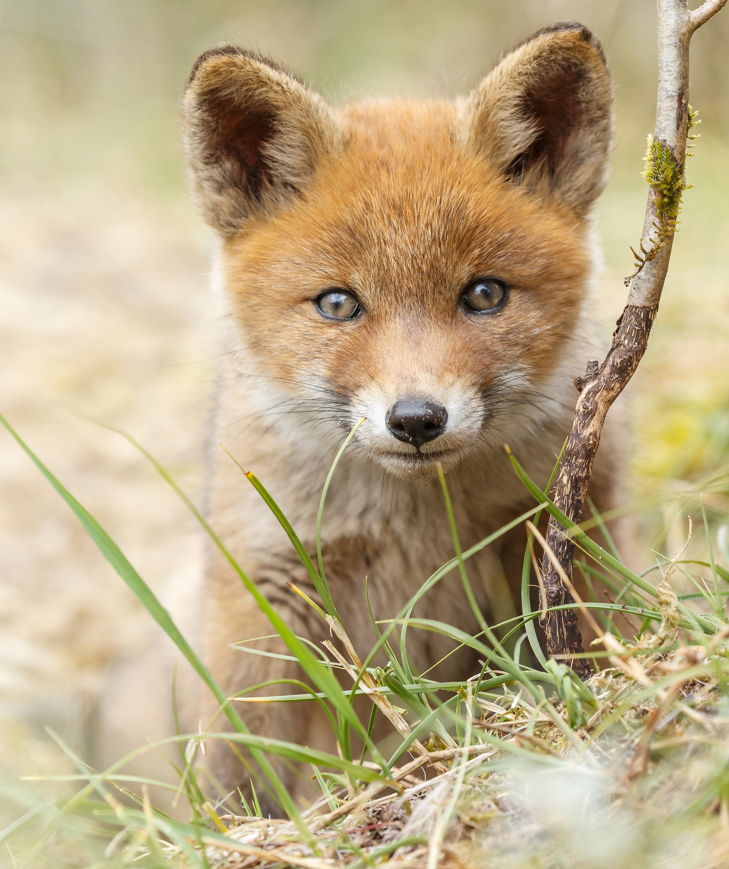 A young fox cub peeks through grass and a branch HD Wallpaper