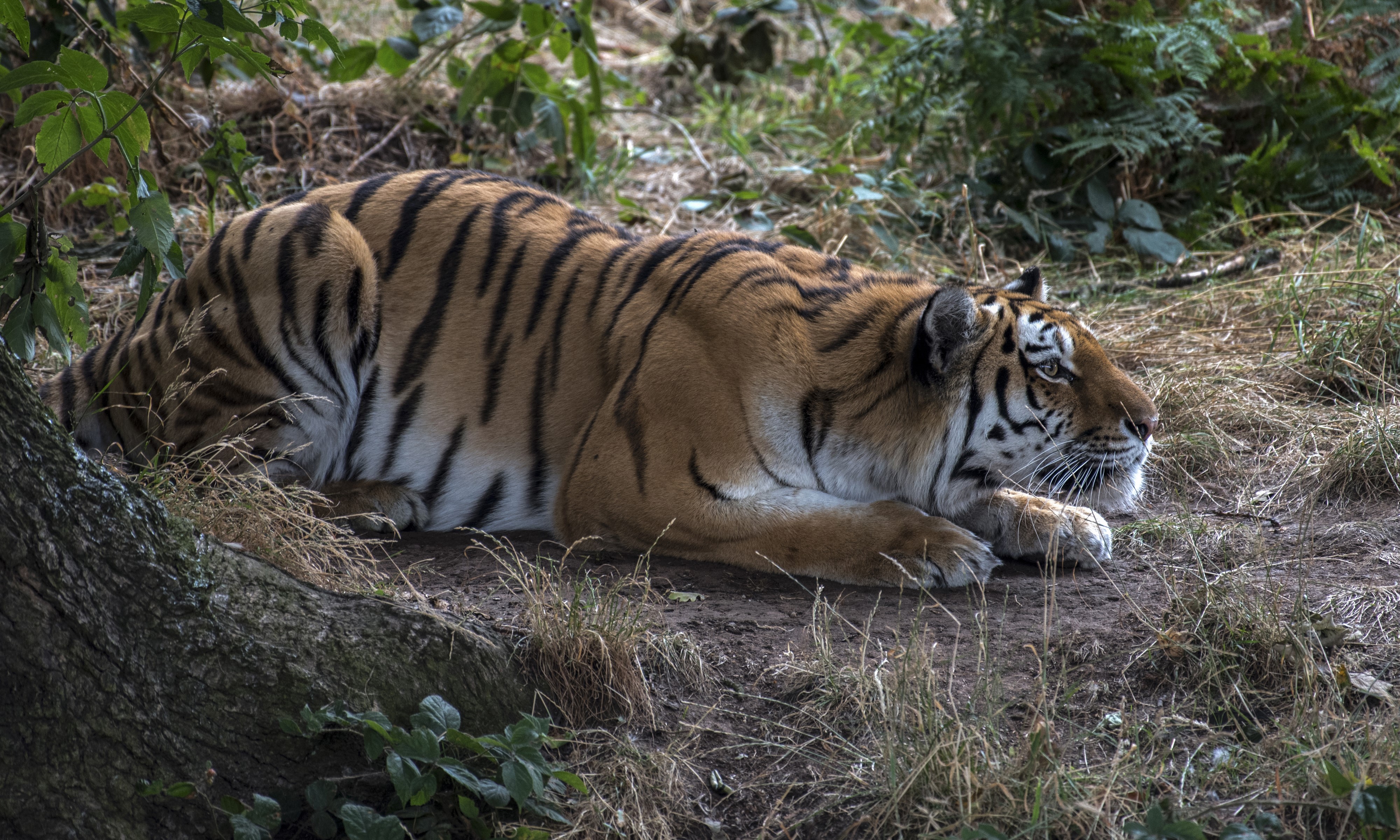 Tiger lying down in a forest HD Wallpaper