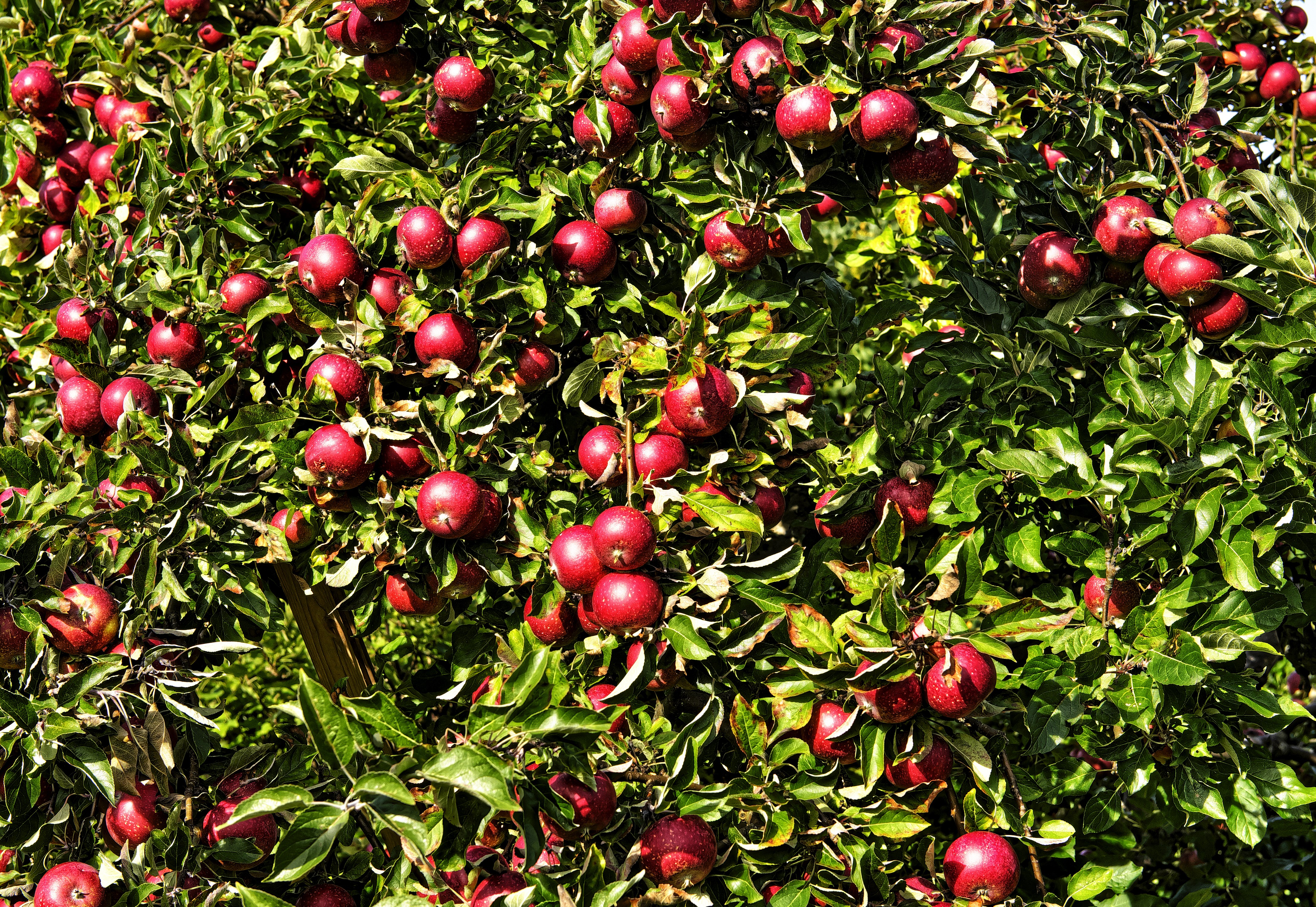 Red Apples on Branches with Green Foliage HD Wallpaper