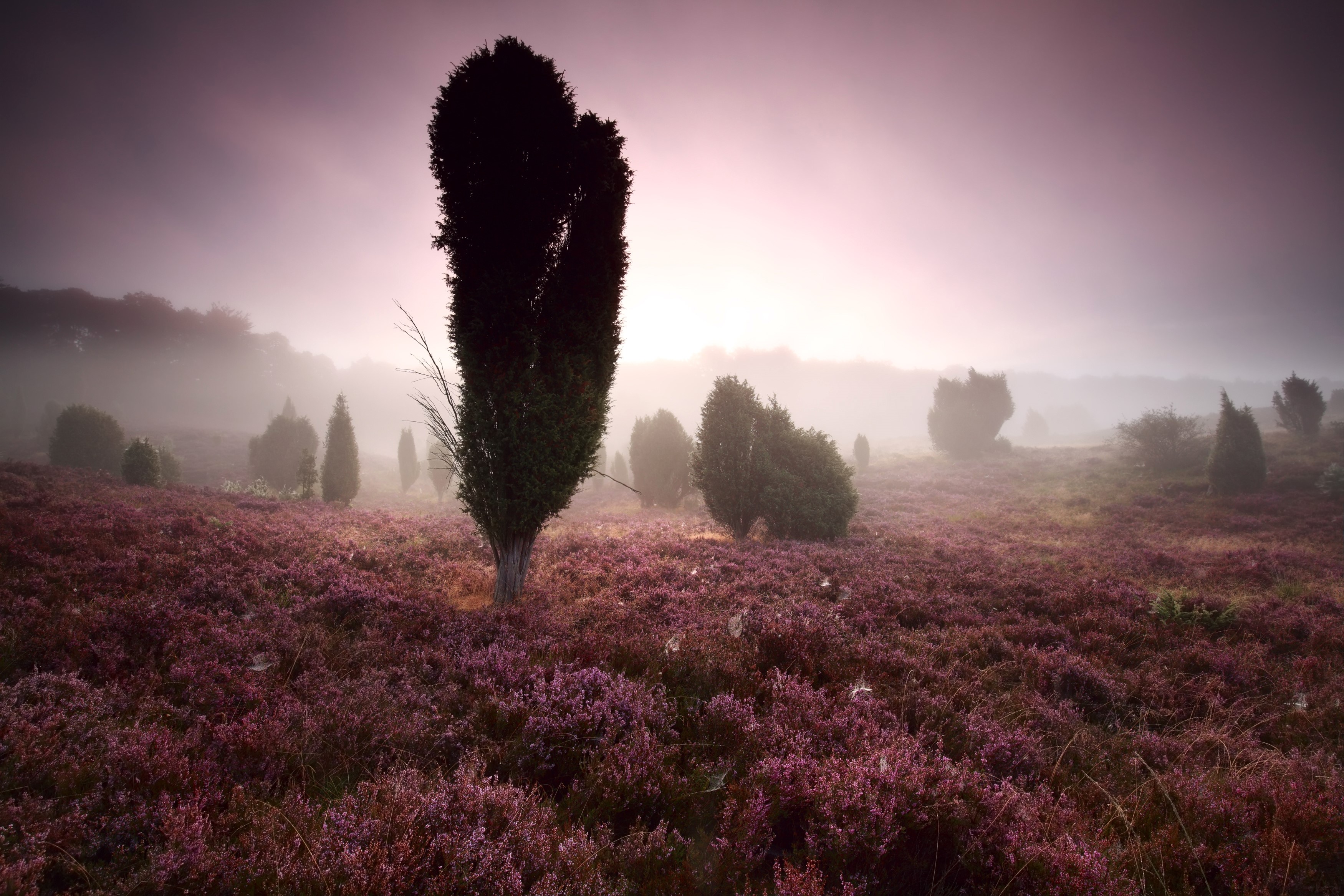 Heather field with trees in fog at sunrise HD Wallpaper