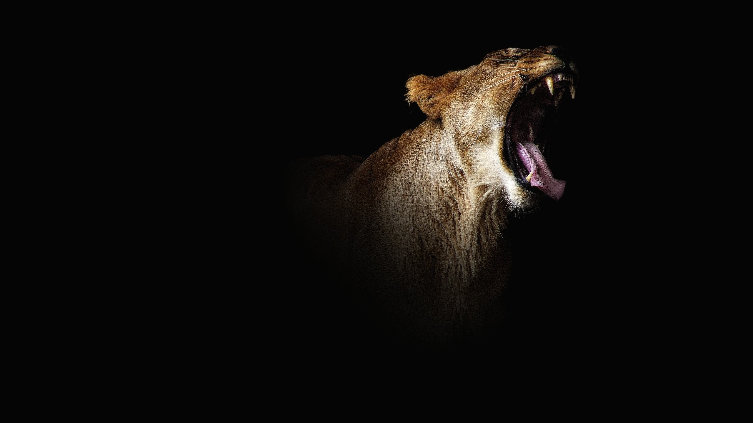 Lioness yawning with mouth wide open HD Wallpaper