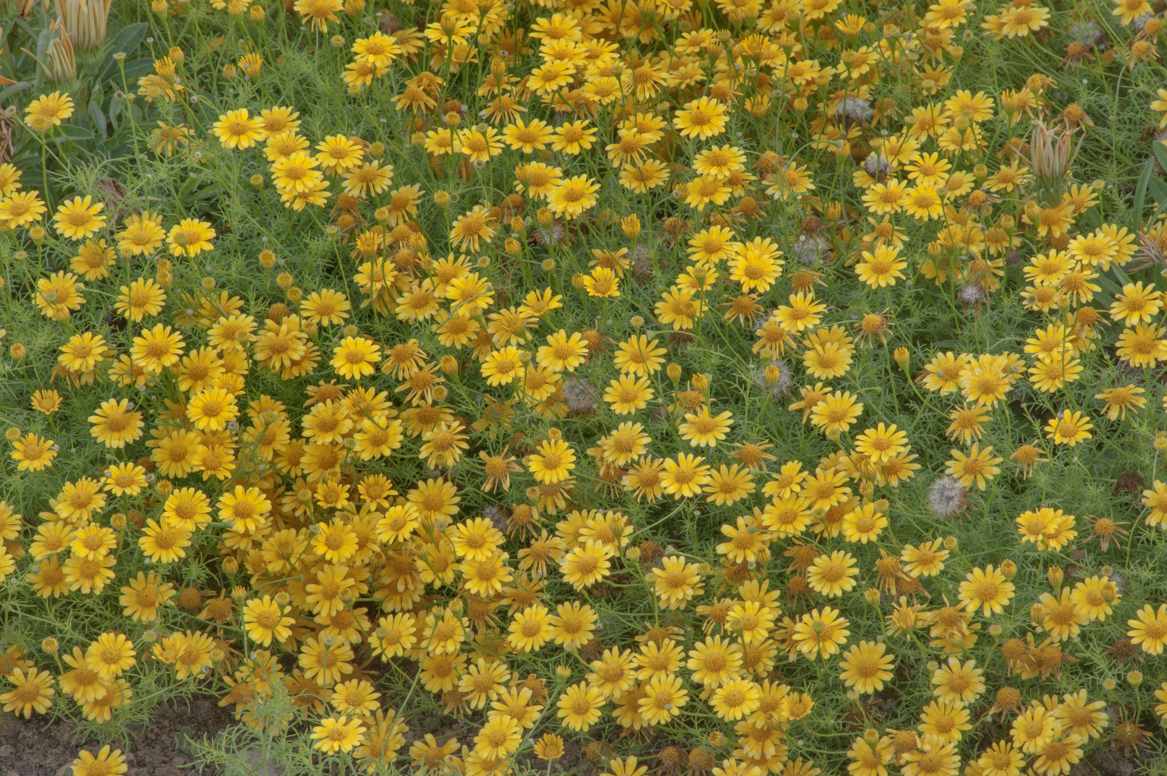 Many yellow Thymophylla flowers HD Wallpaper