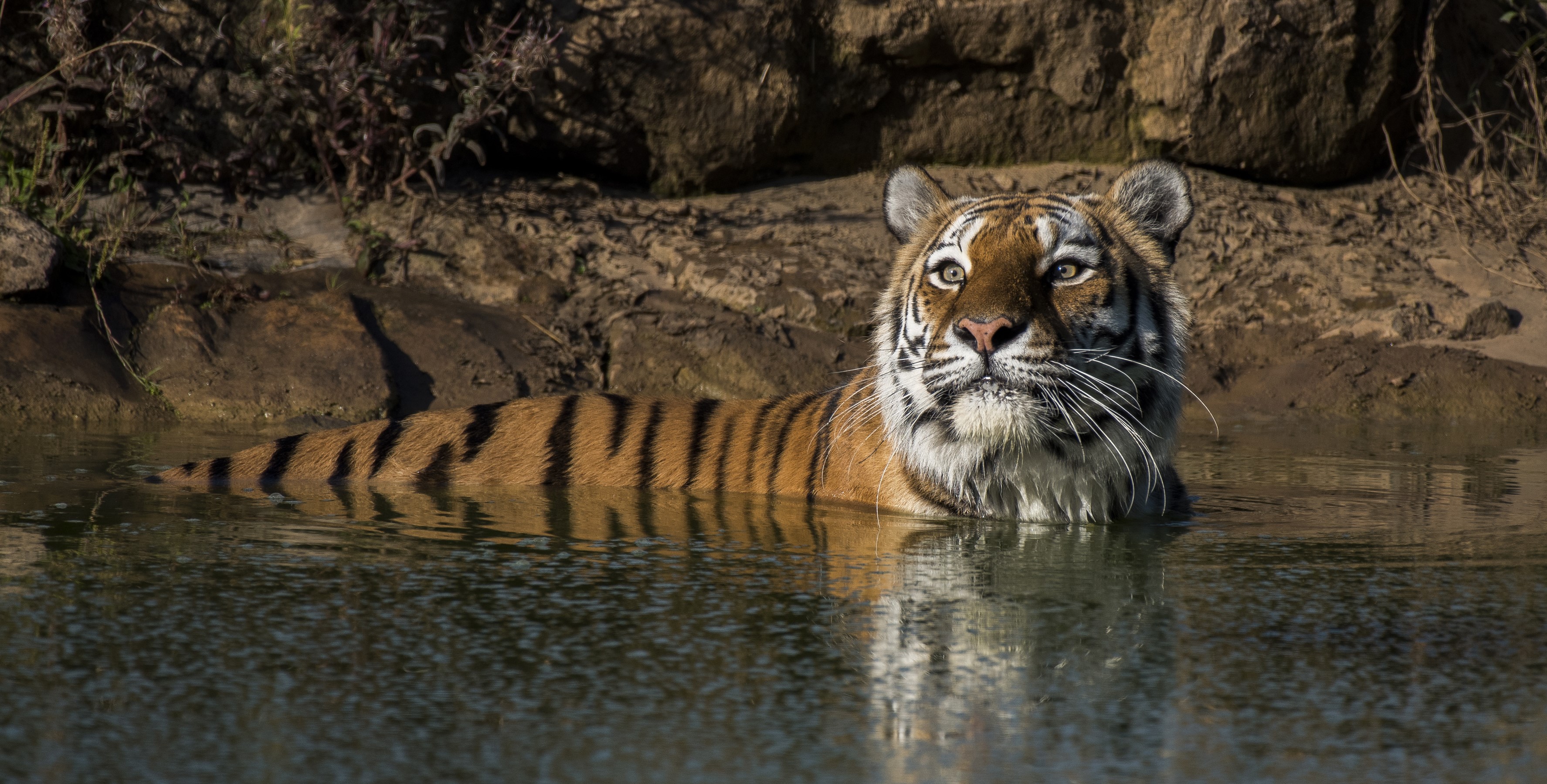 Tiger in water HD Wallpaper