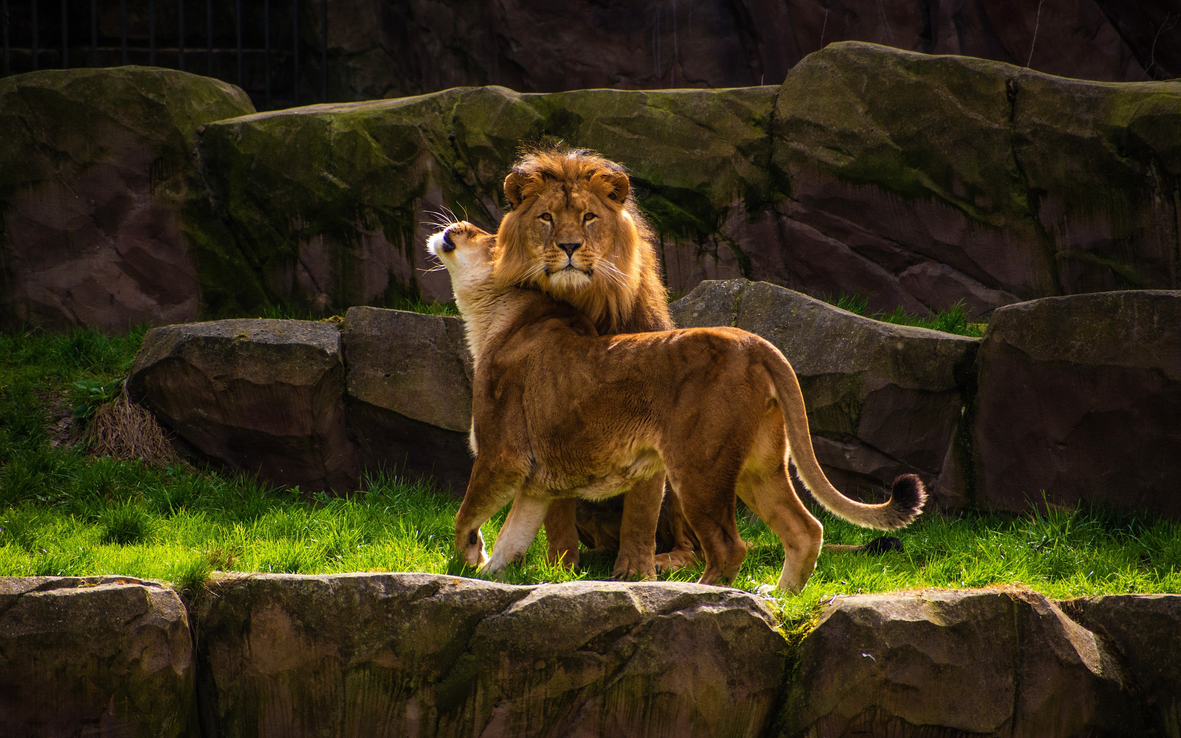 Lions and Lioness in rocky enclosure HD Wallpaper