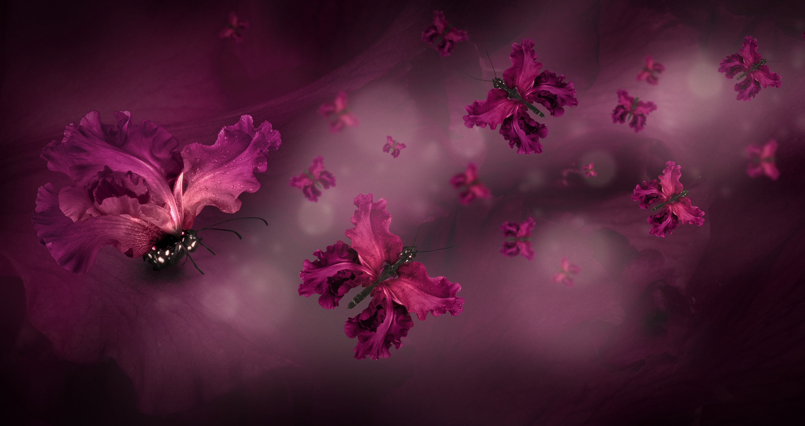 Purple Irises as Butterflies in a Dreamy Background HD Wallpaper