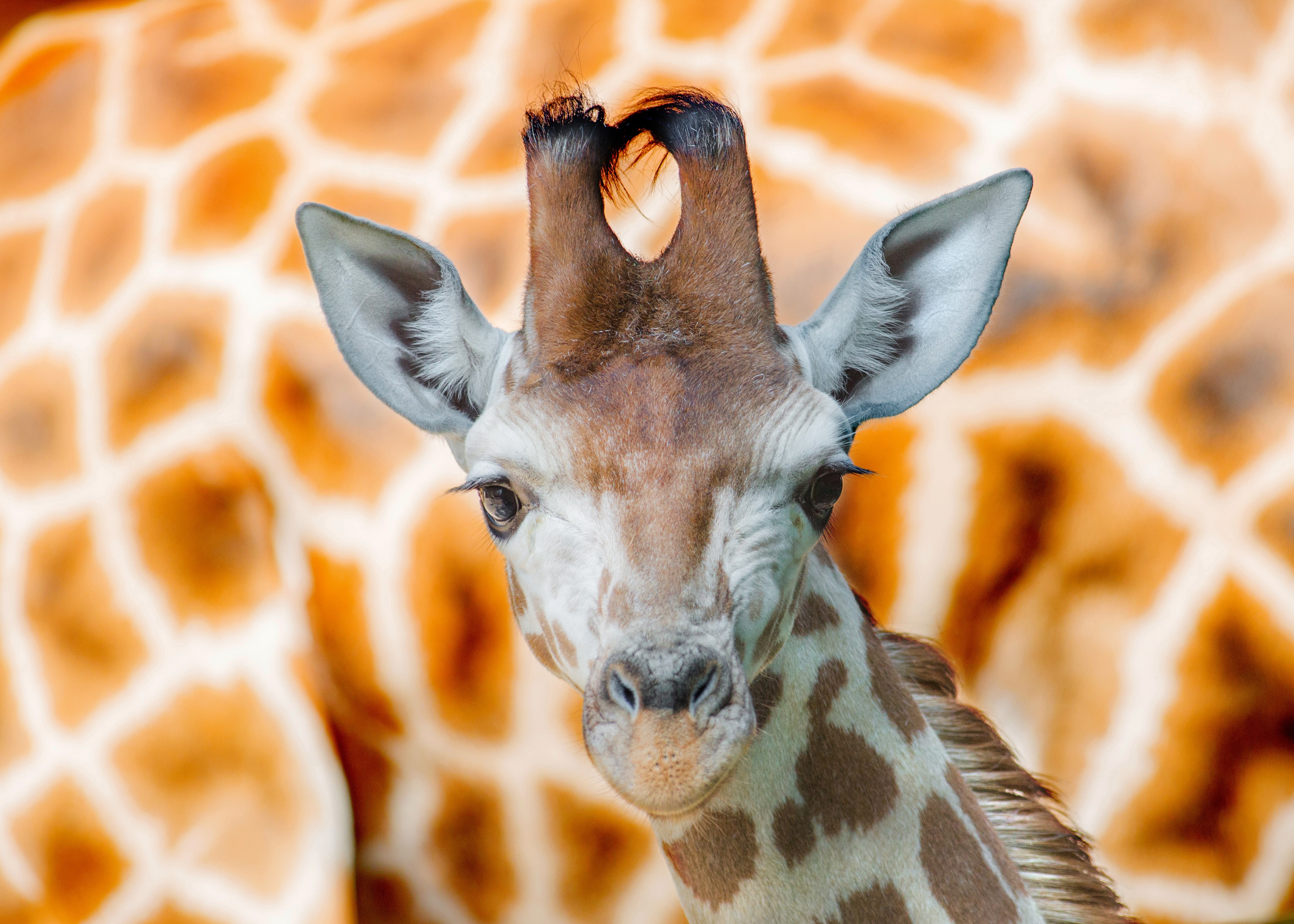 Close-up of a young giraffe's head HD Wallpaper