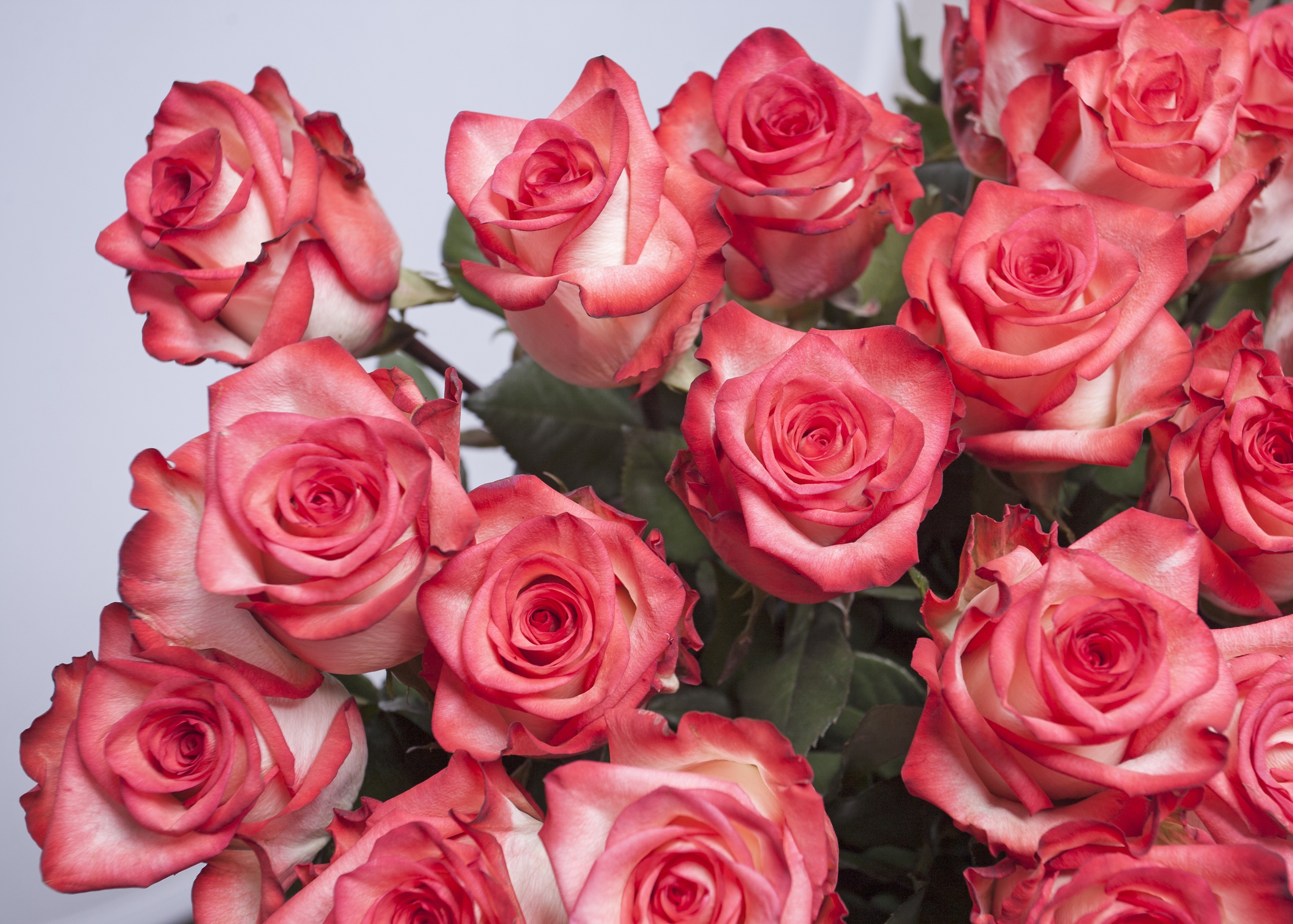 4K Roses Closeup Pink Color HD Wallpaper