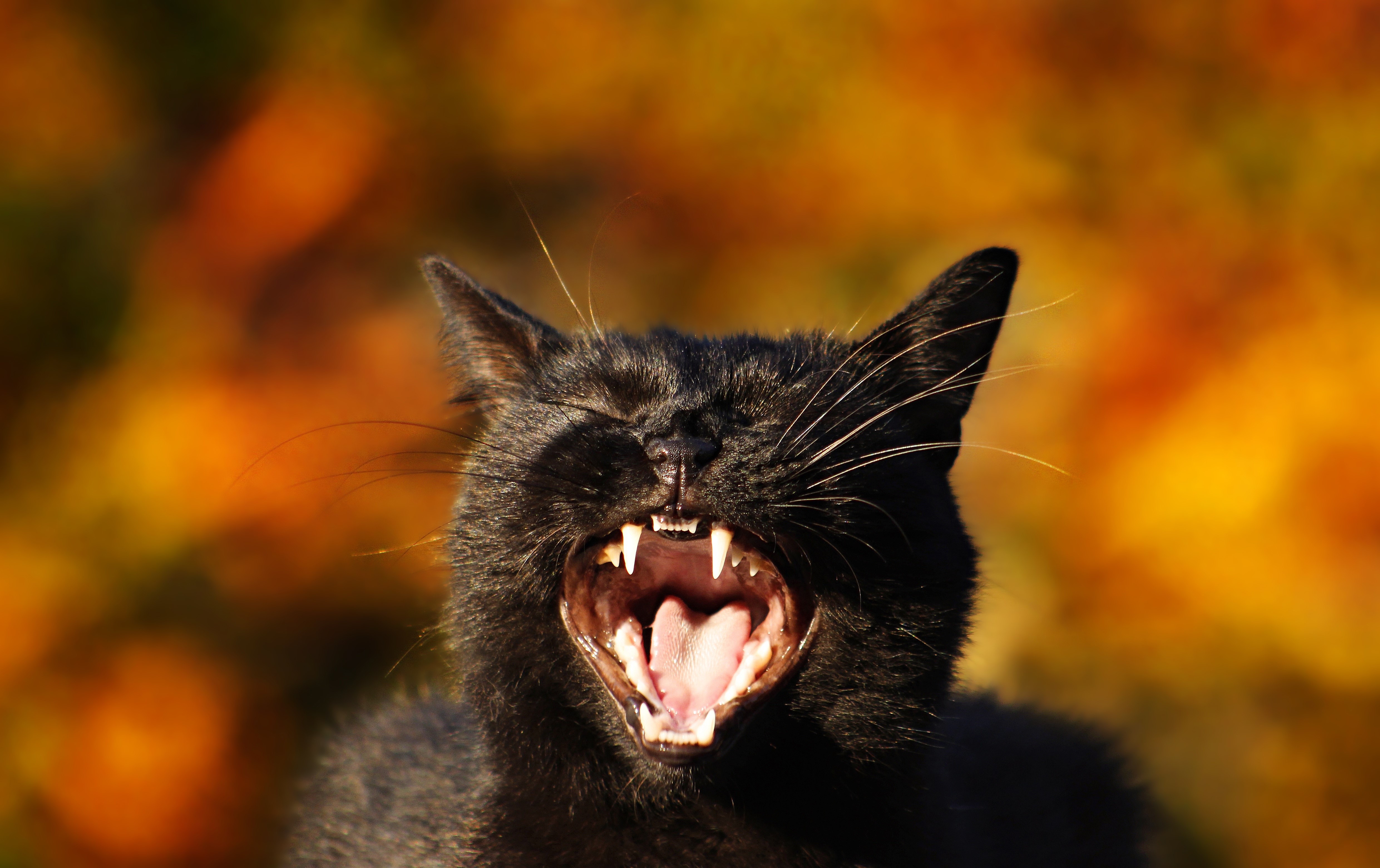 Black cat roaring with fangs visible HD Wallpaper