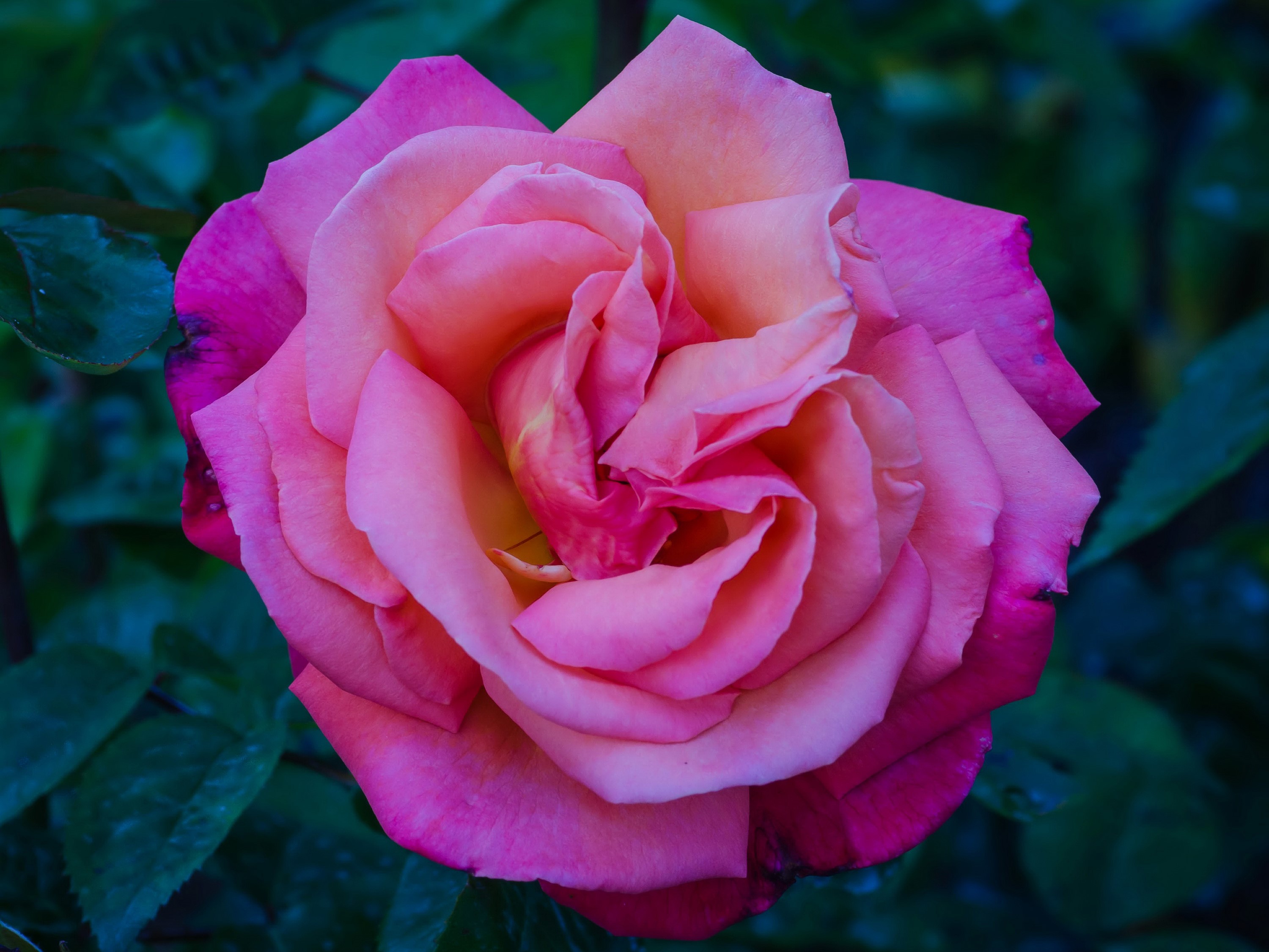 Close-up of a pink and orange rose HD Wallpaper