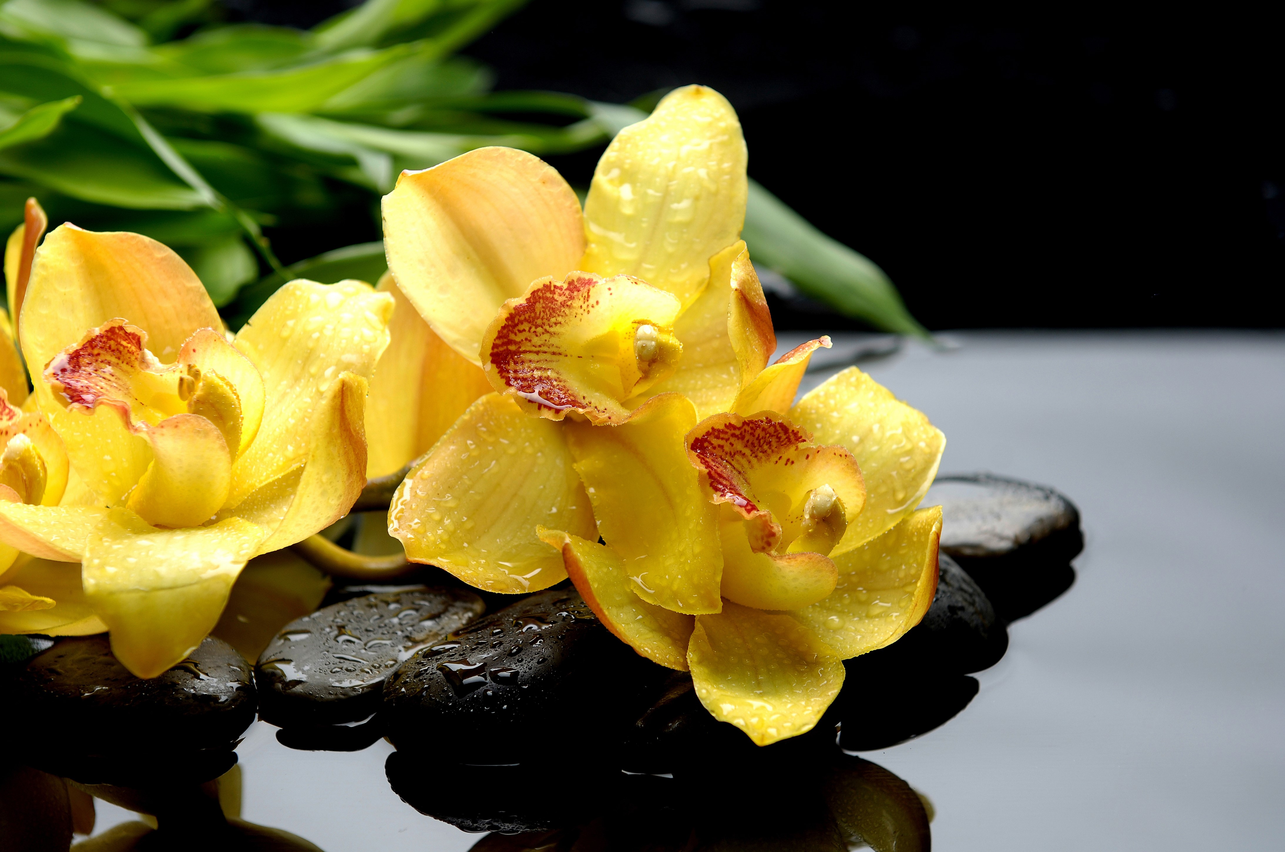 Yellow Orchids with Water Drops on Stones HD Wallpaper