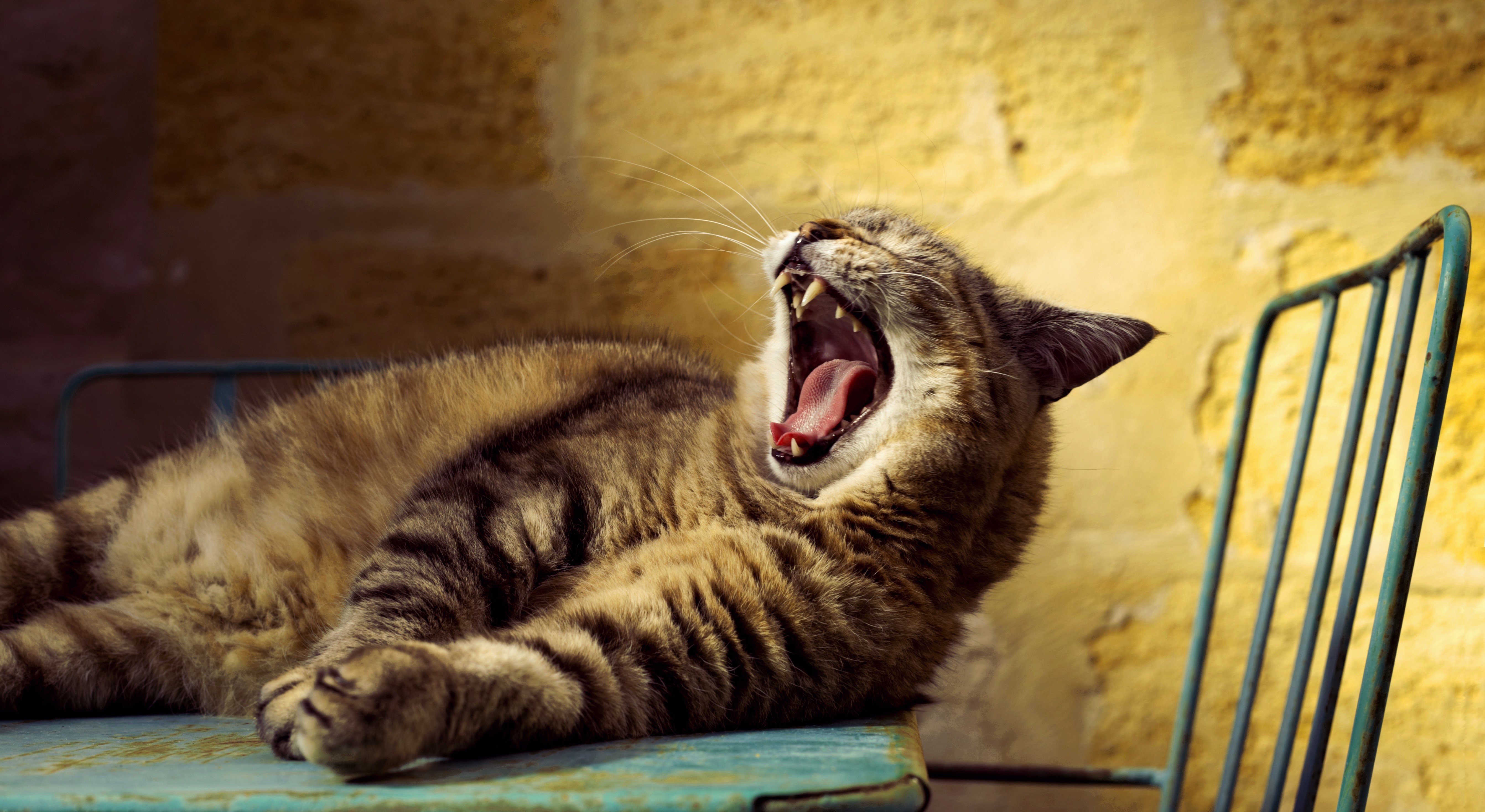 Cat yawning on a chair HD Wallpaper