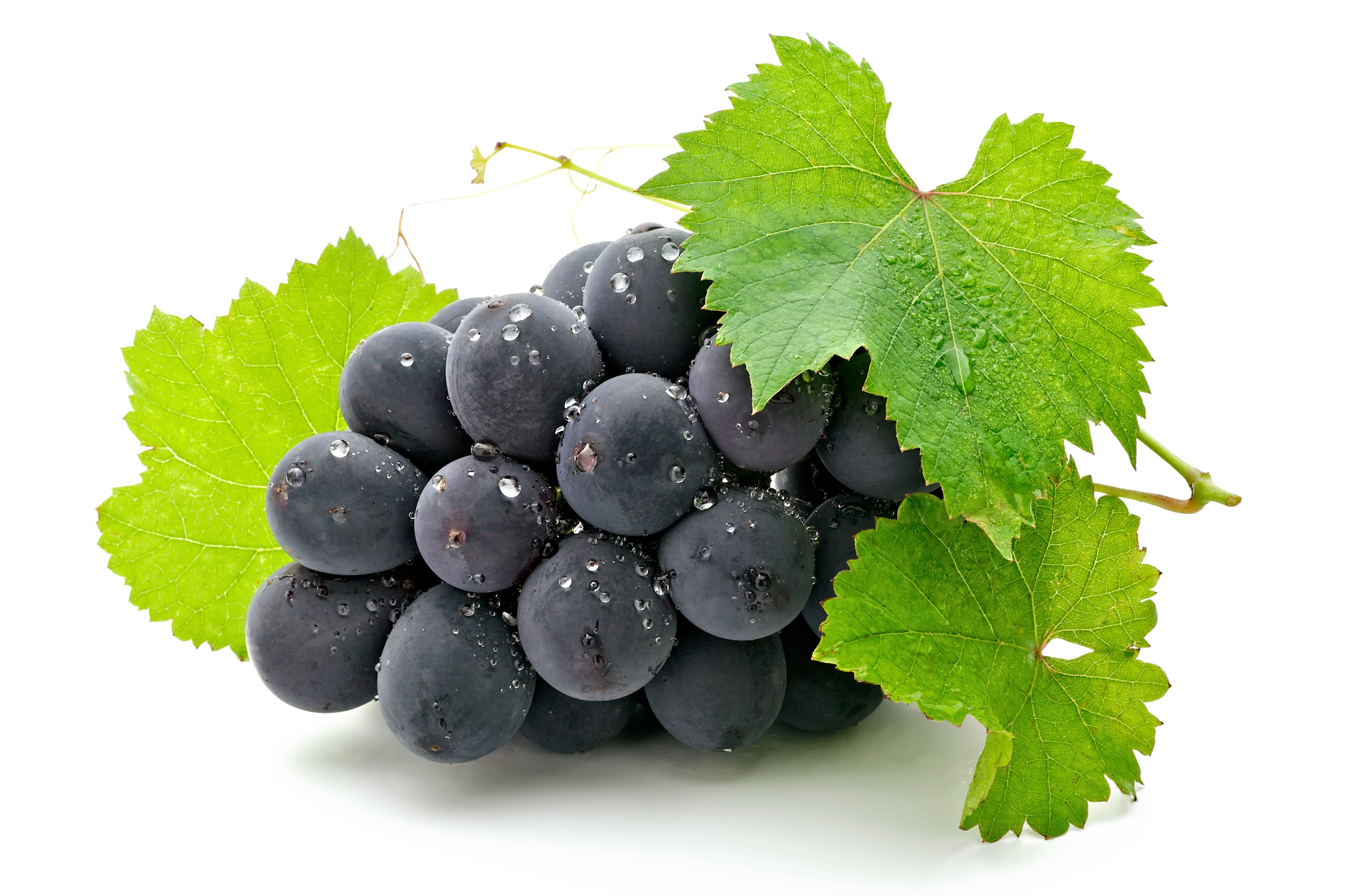 Dark Grapes with Green Leaves on White Background HD Wallpaper
