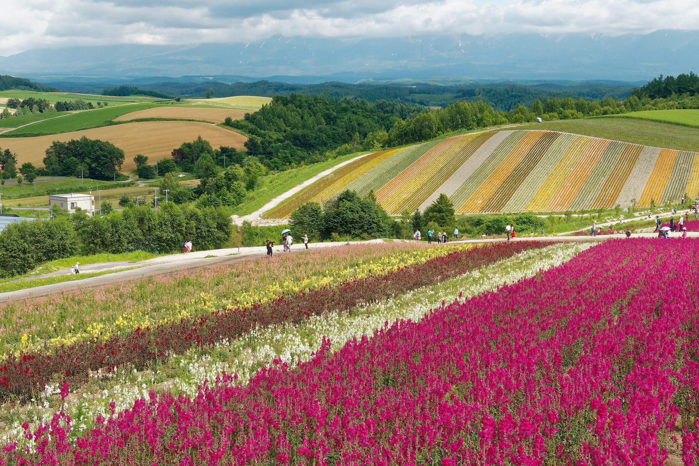 Flower fields in Hokkaido, Japan HD Wallpaper